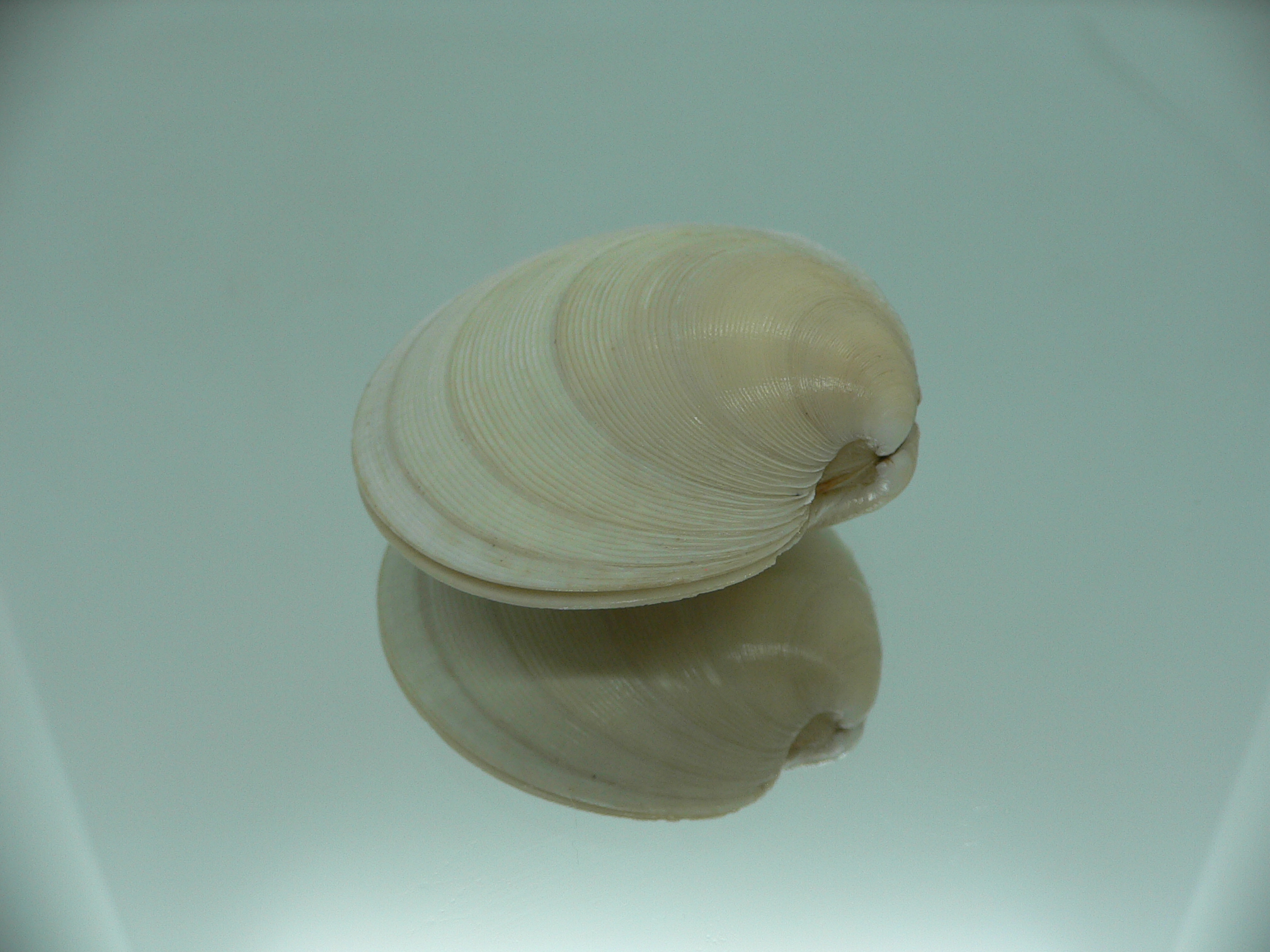 Dosinia japonica BIG