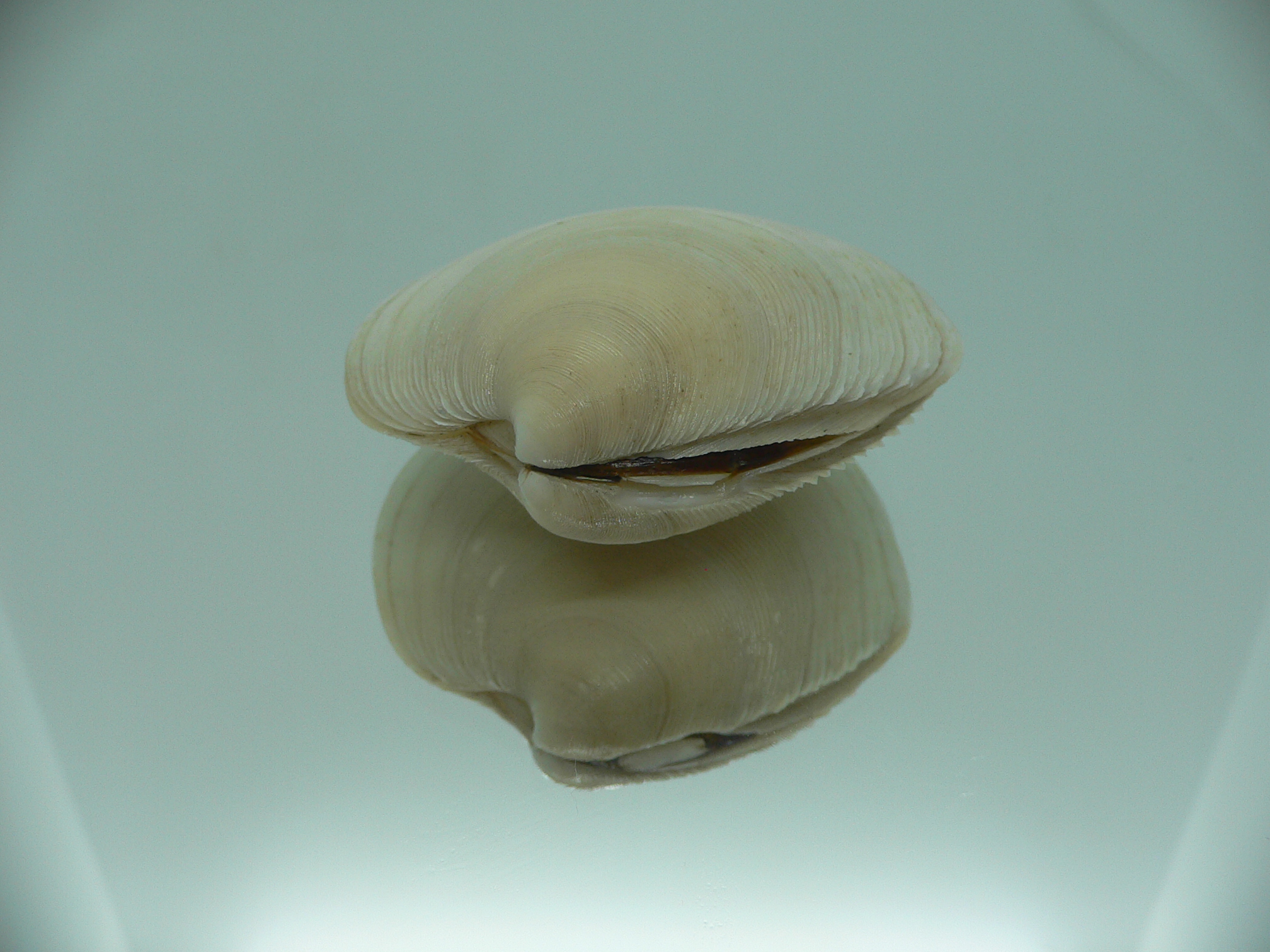 Dosinia japonica BIG