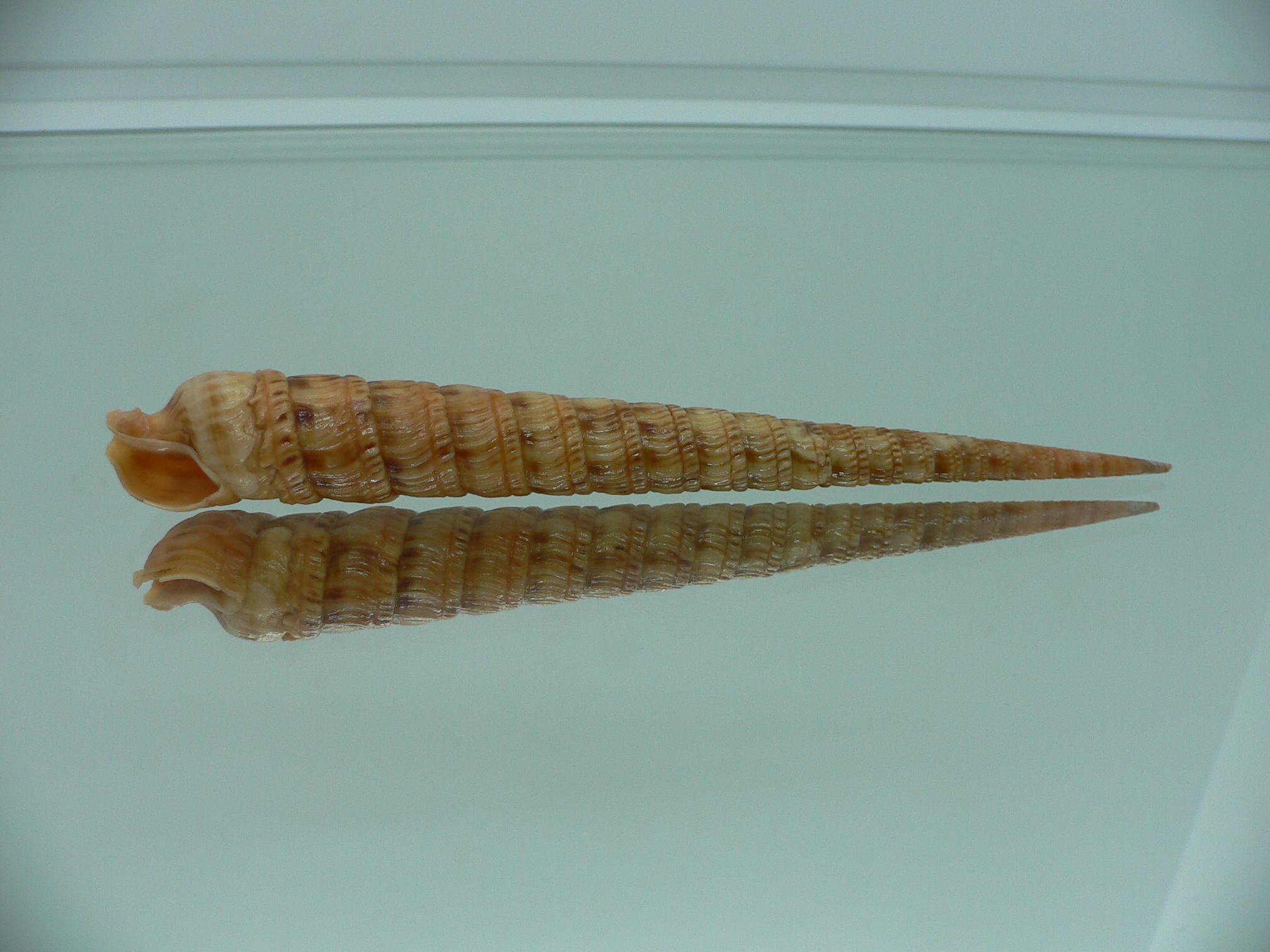 Cinguloterebra connelli RARE & BIG