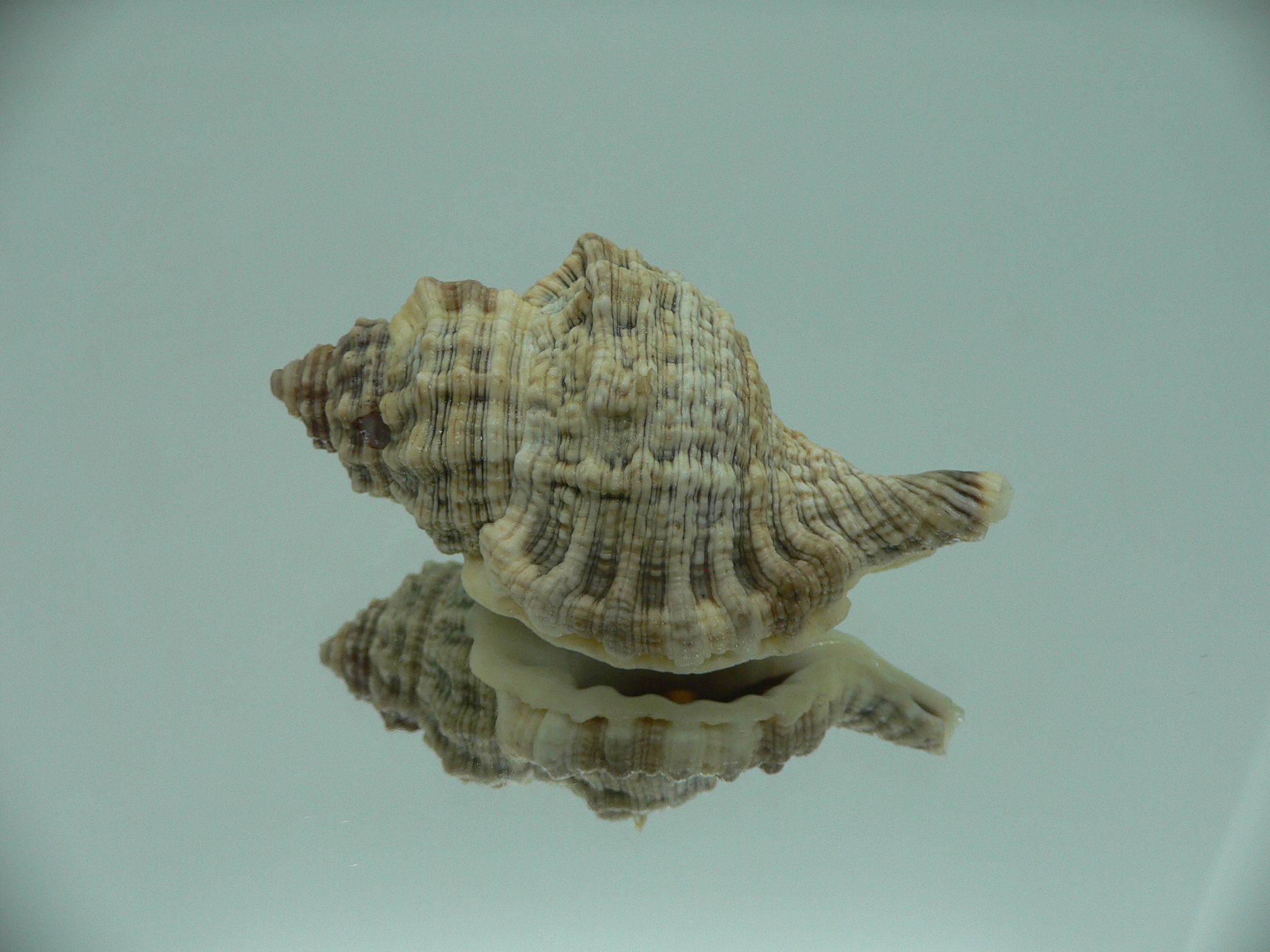Gutturnium muricinum