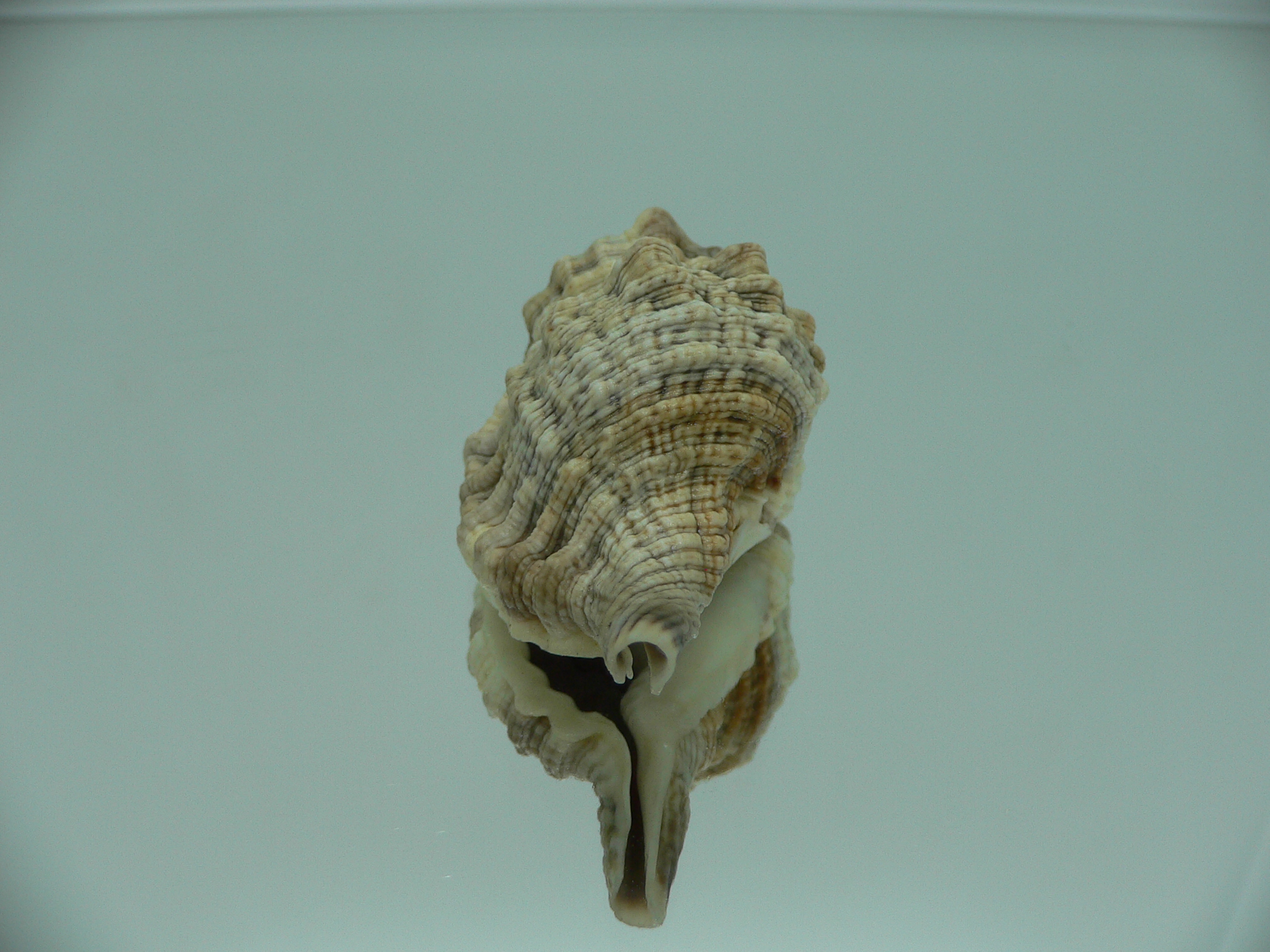 Gutturnium muricinum