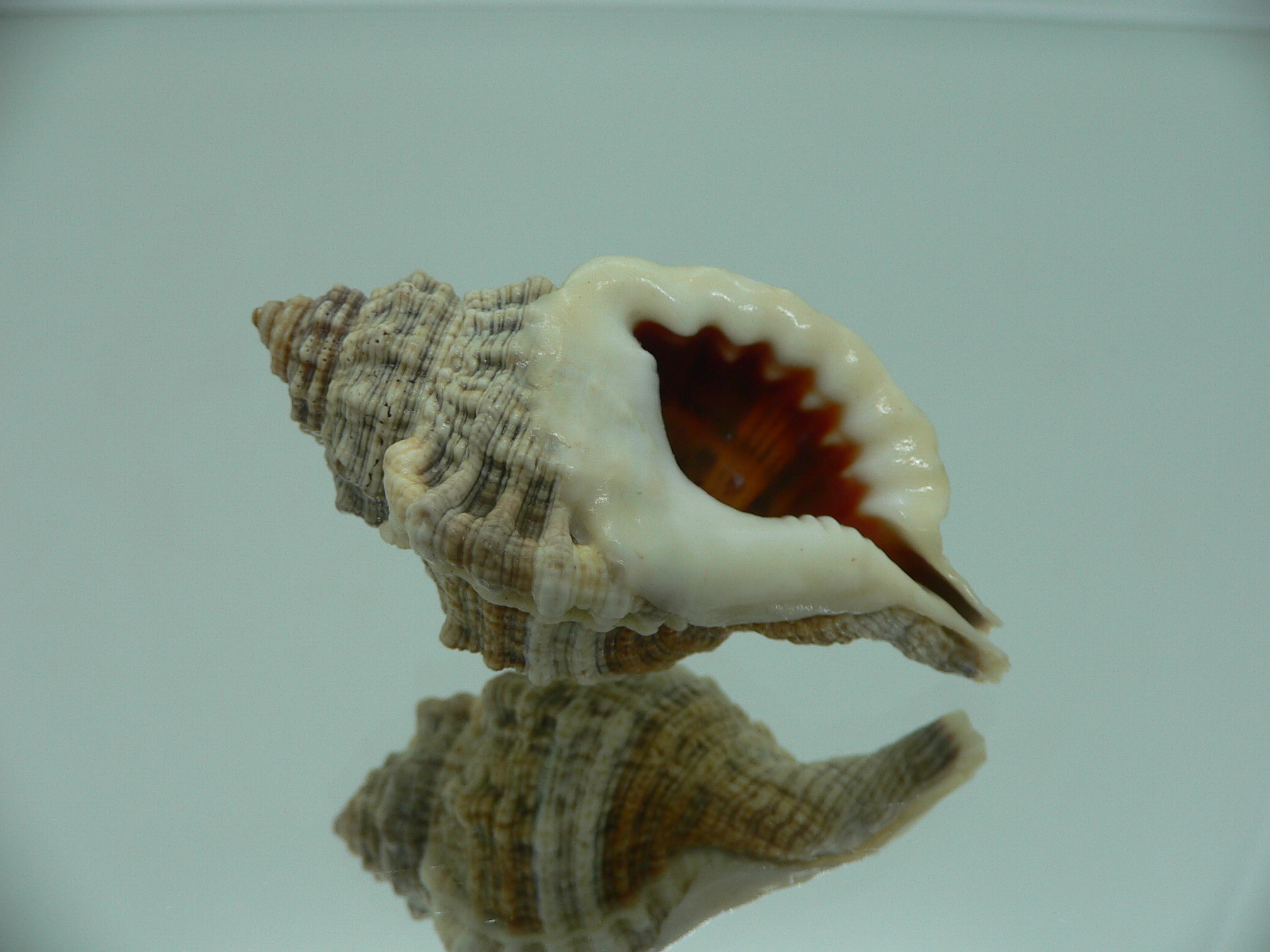 Gutturnium muricinum