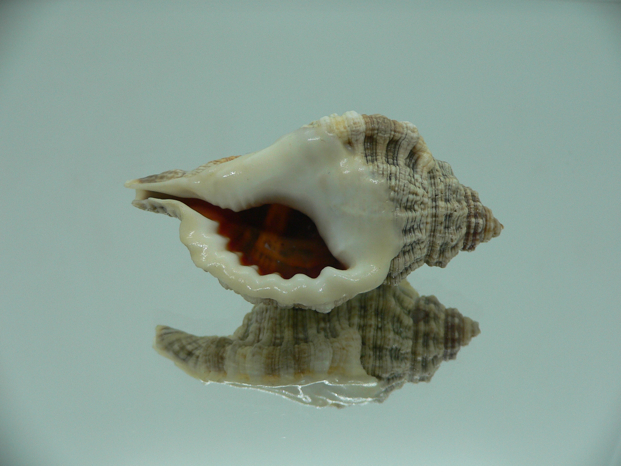 Gutturnium muricinum