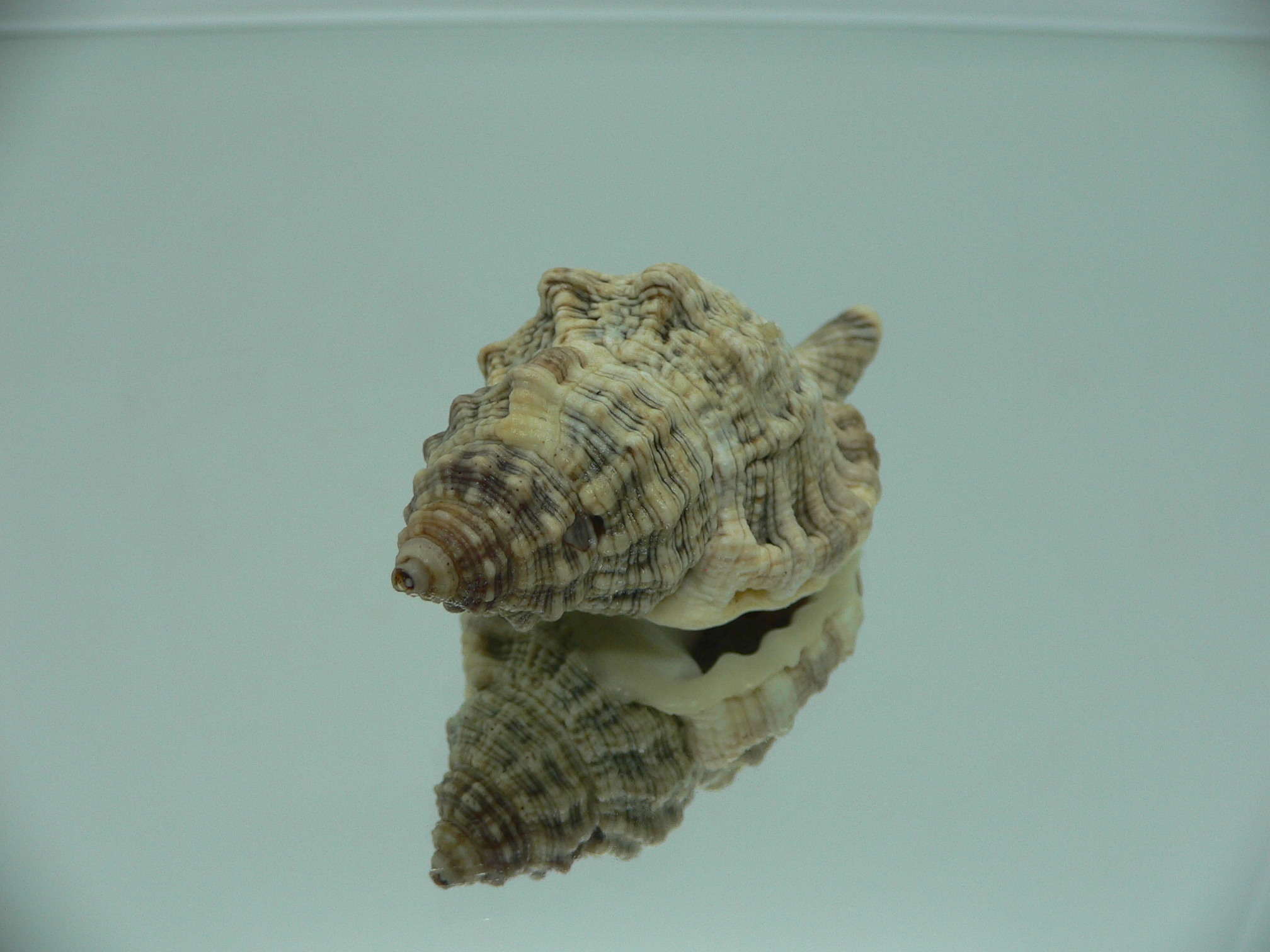 Gutturnium muricinum