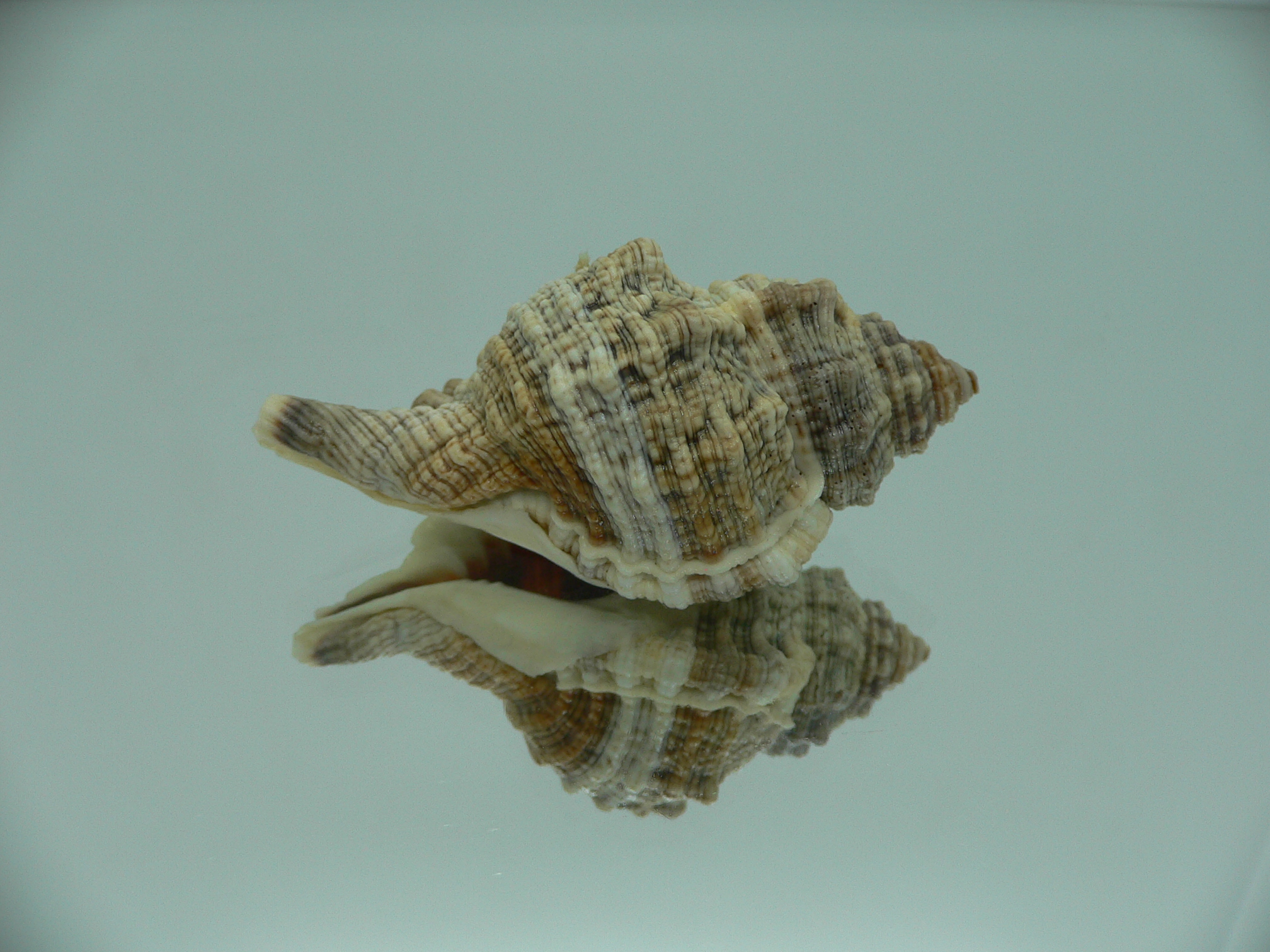 Gutturnium muricinum
