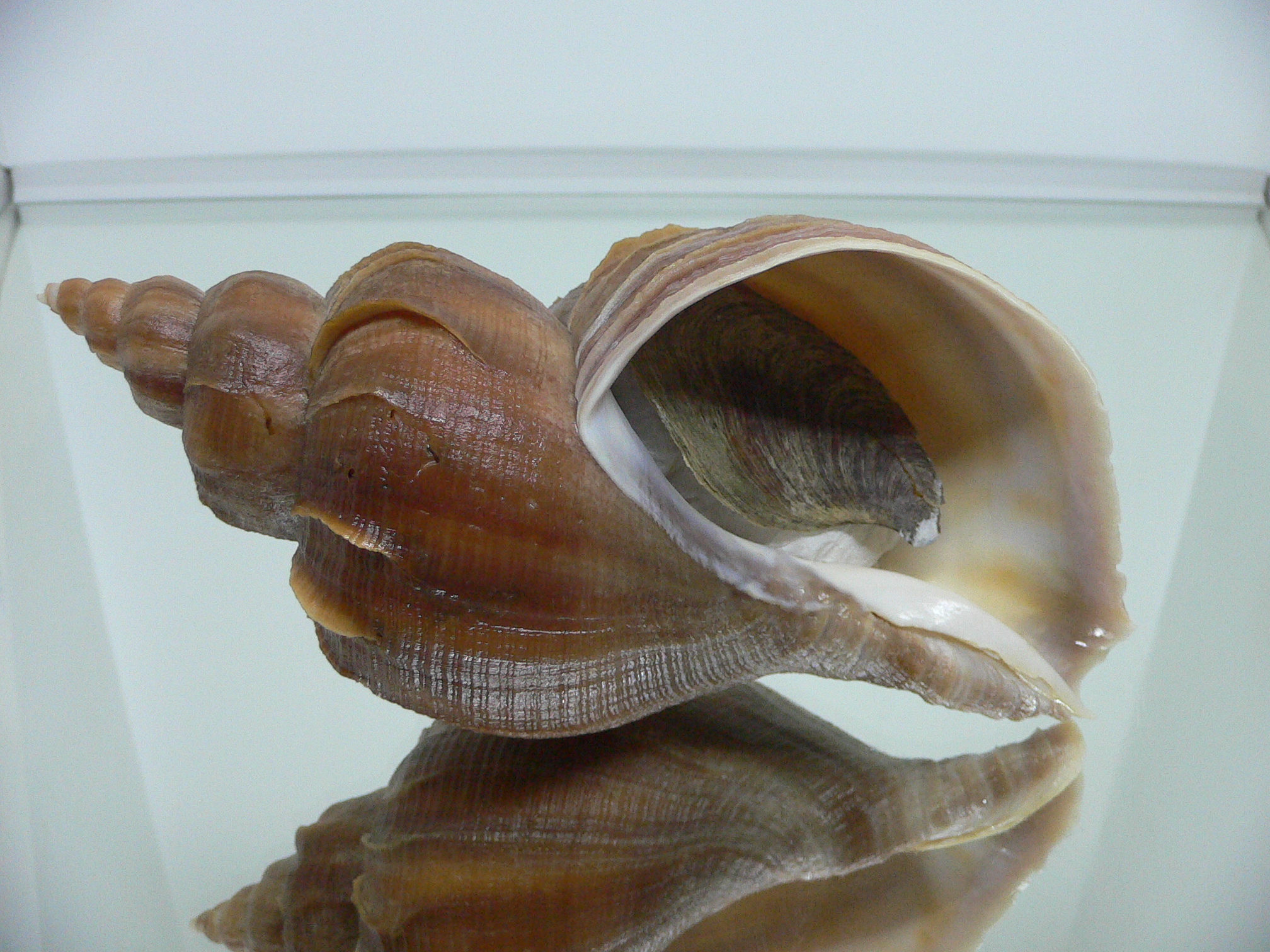 Neptunea constricta CLASSIC