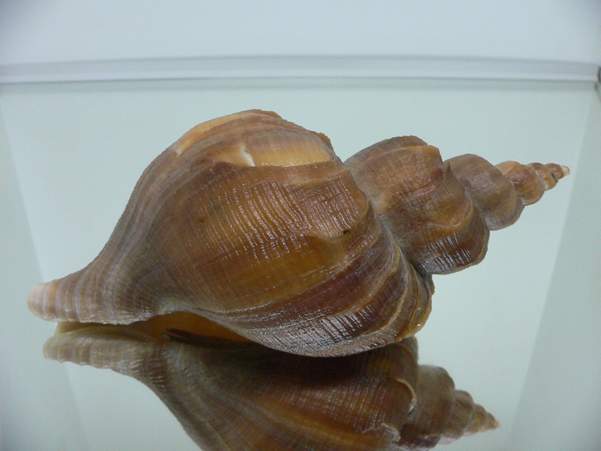 Neptunea constricta CLASSIC
