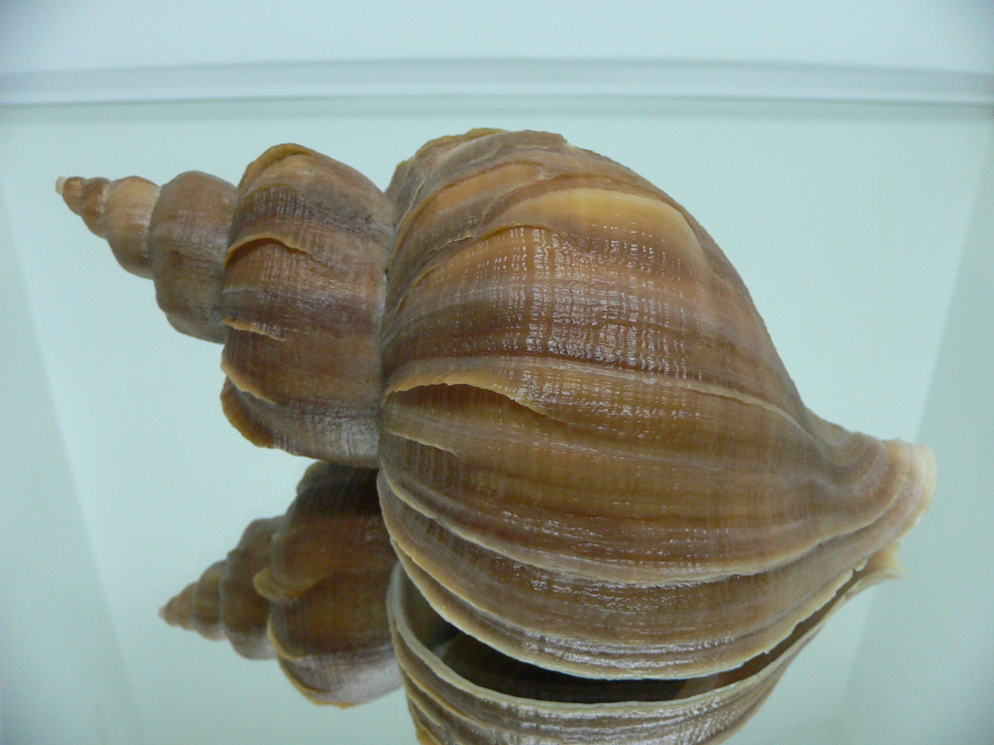 Neptunea constricta CLASSIC