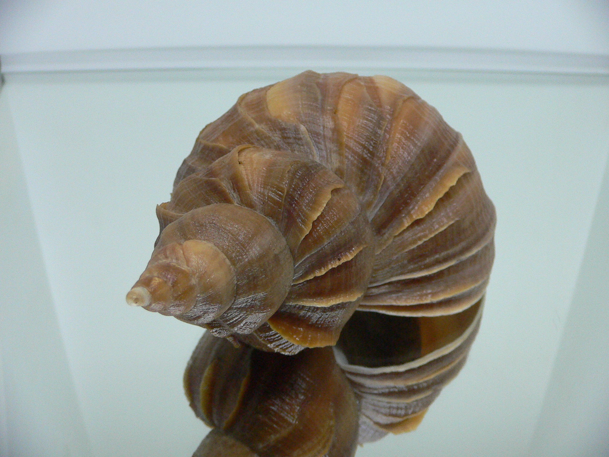 Neptunea constricta CLASSIC