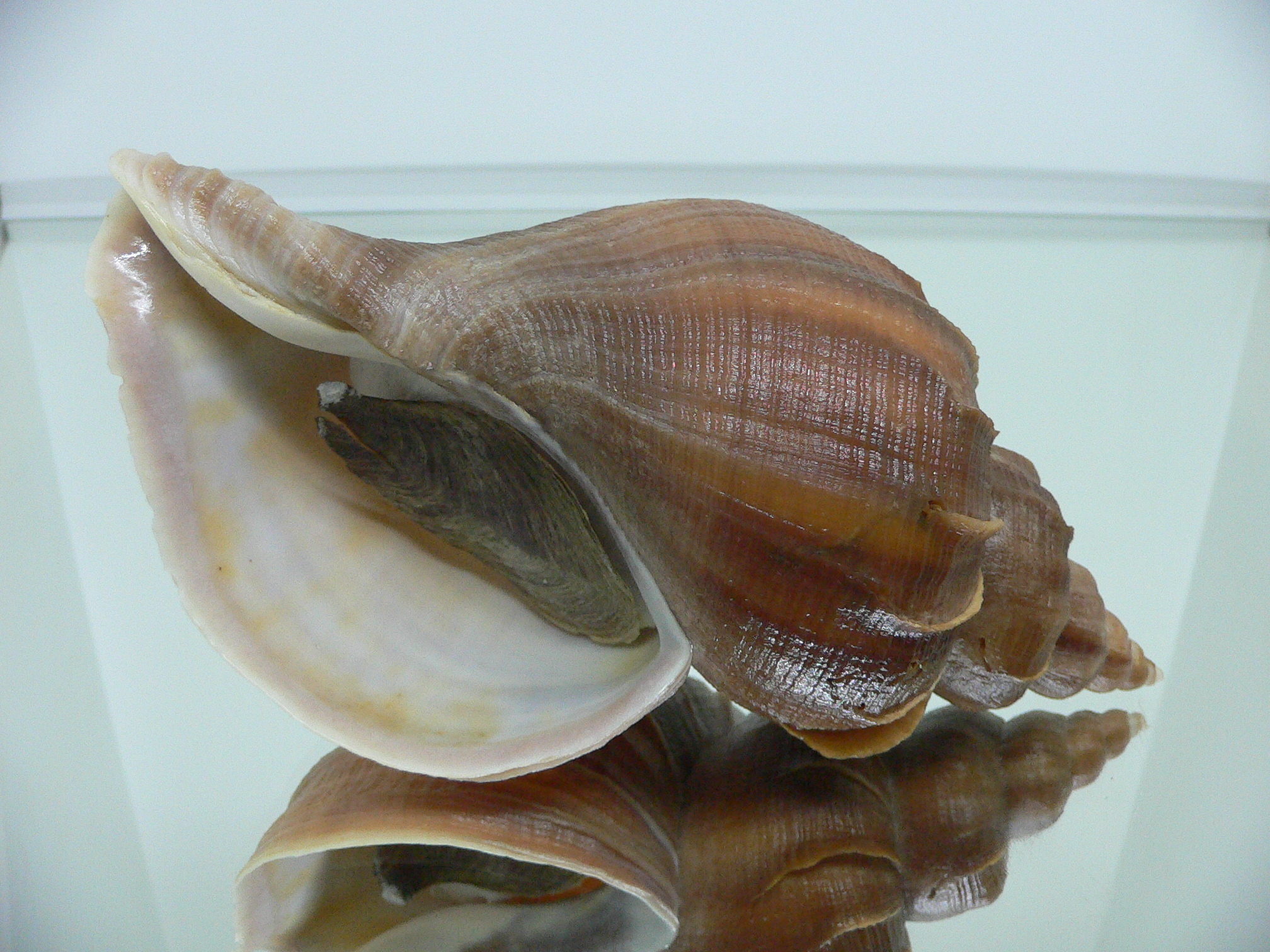 Neptunea constricta CLASSIC