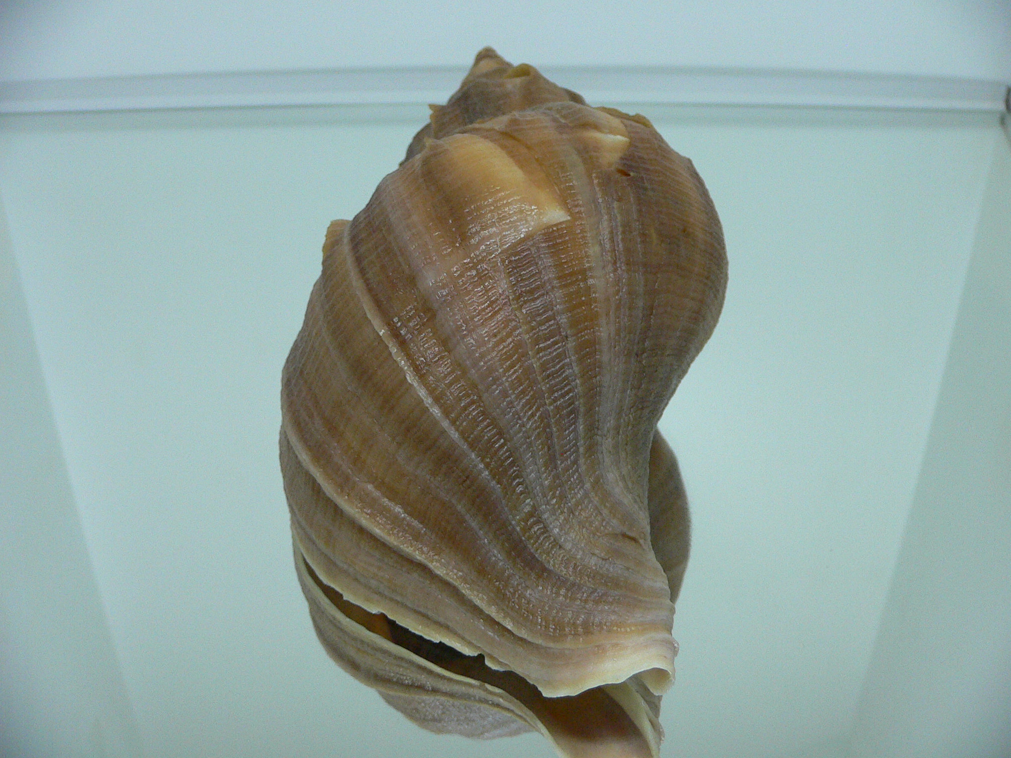 Neptunea constricta CLASSIC