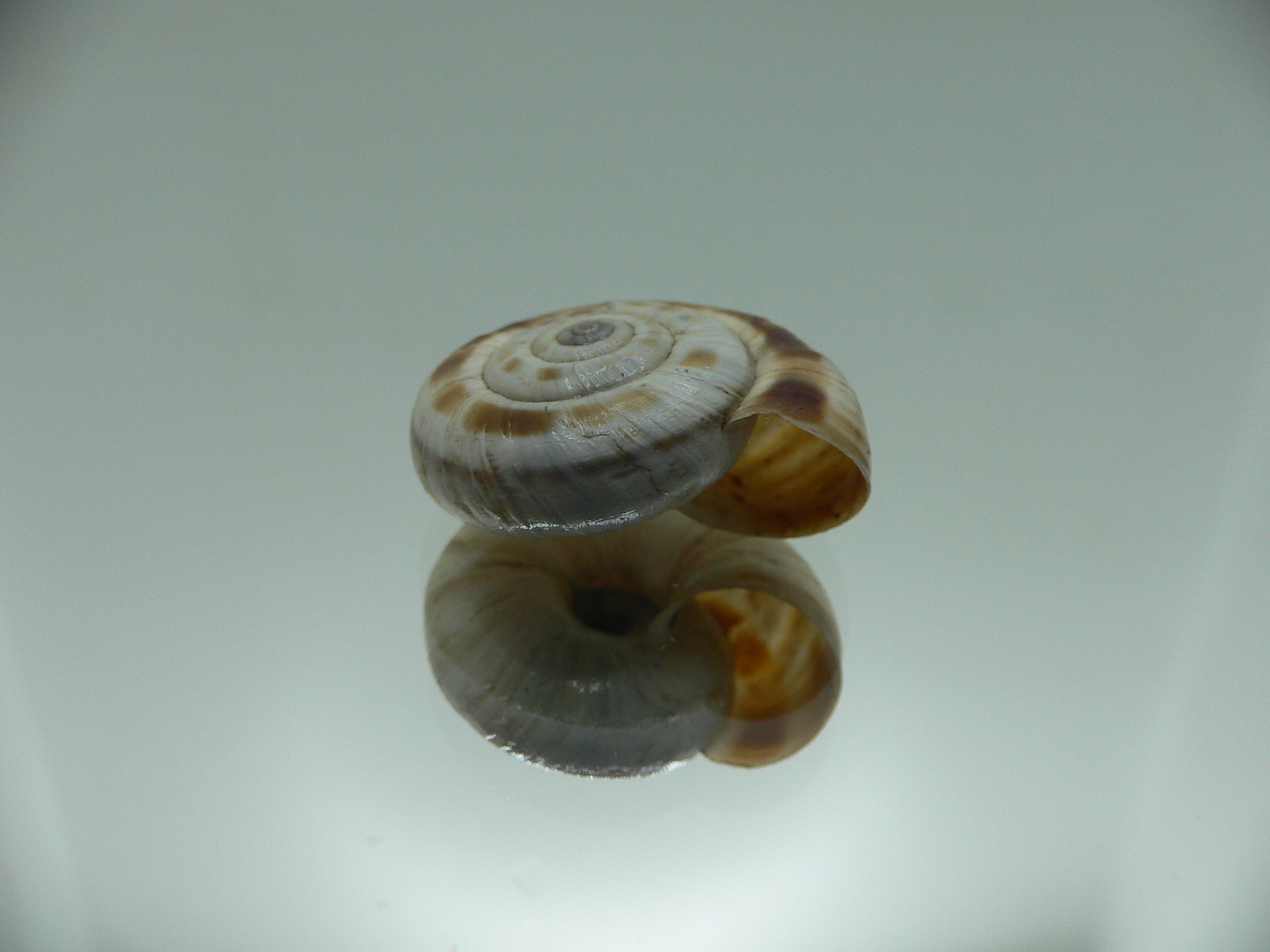 Bradybaena strictotaenia ENDEMIC