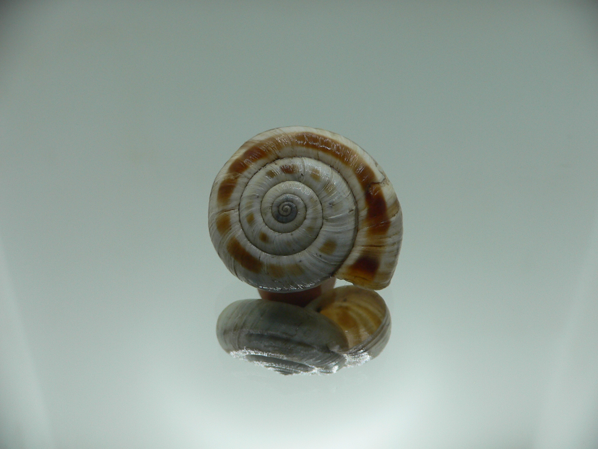 Bradybaena strictotaenia ENDEMIC