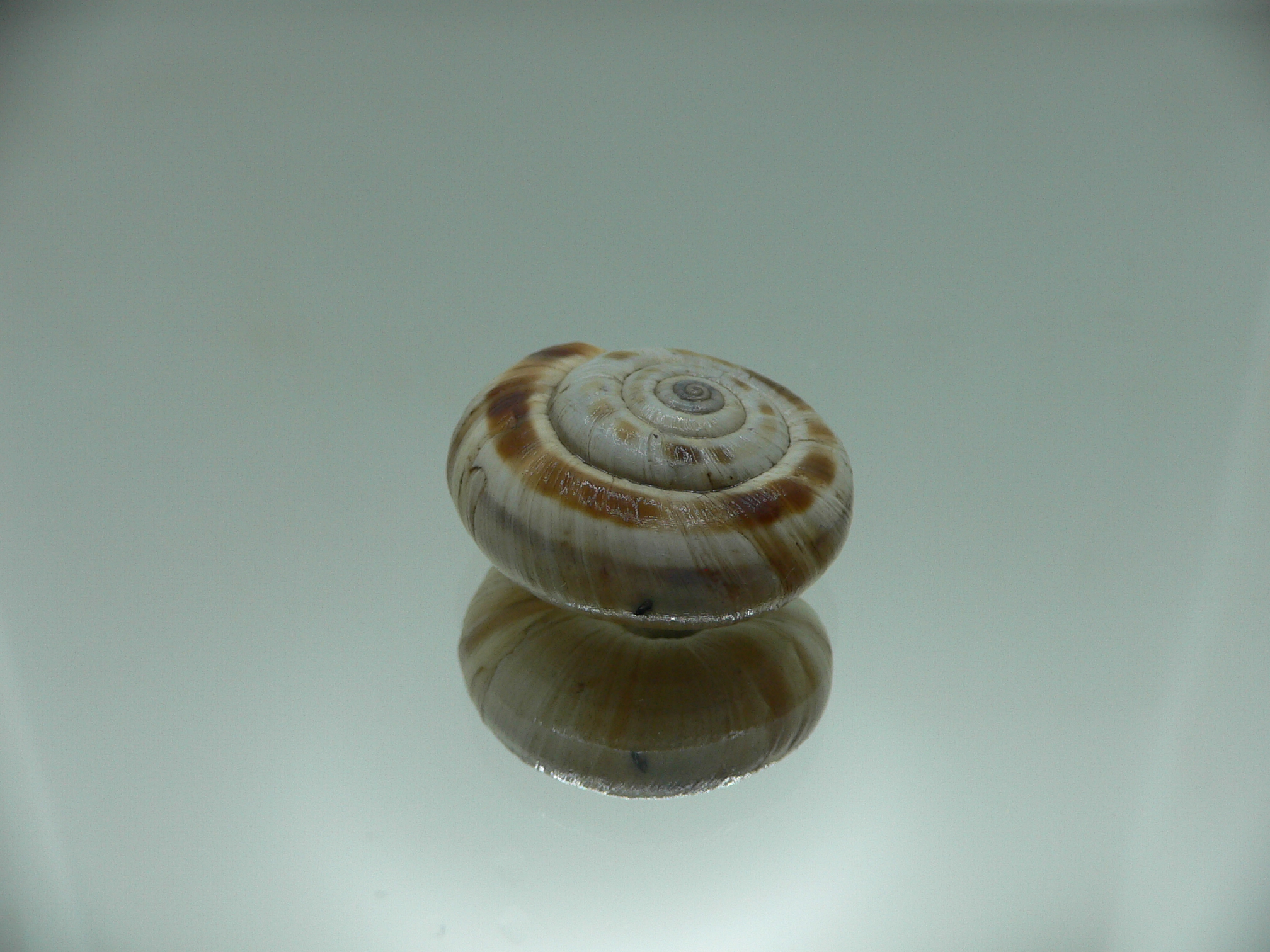 Bradybaena strictotaenia ENDEMIC