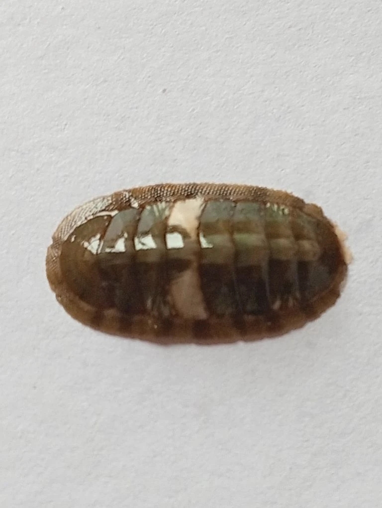 Ischnochiton smaragdinus ENDEMIC 6