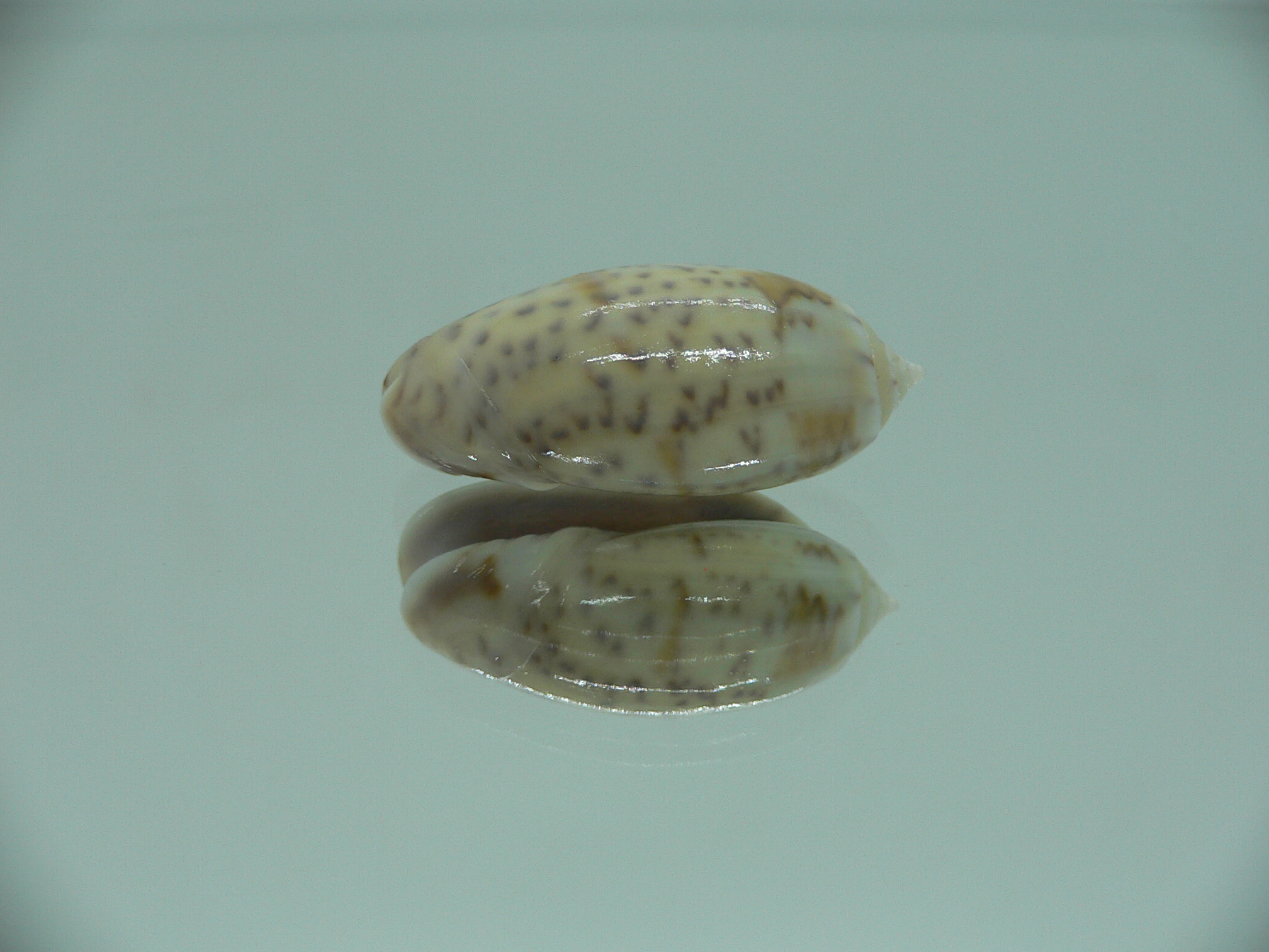 Oliva bulbosa tuberosa (var.) MOTLEY