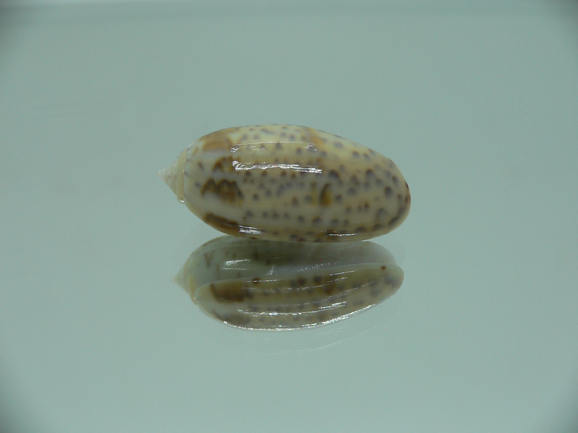 Oliva bulbosa tuberosa (var.) MOTLEY