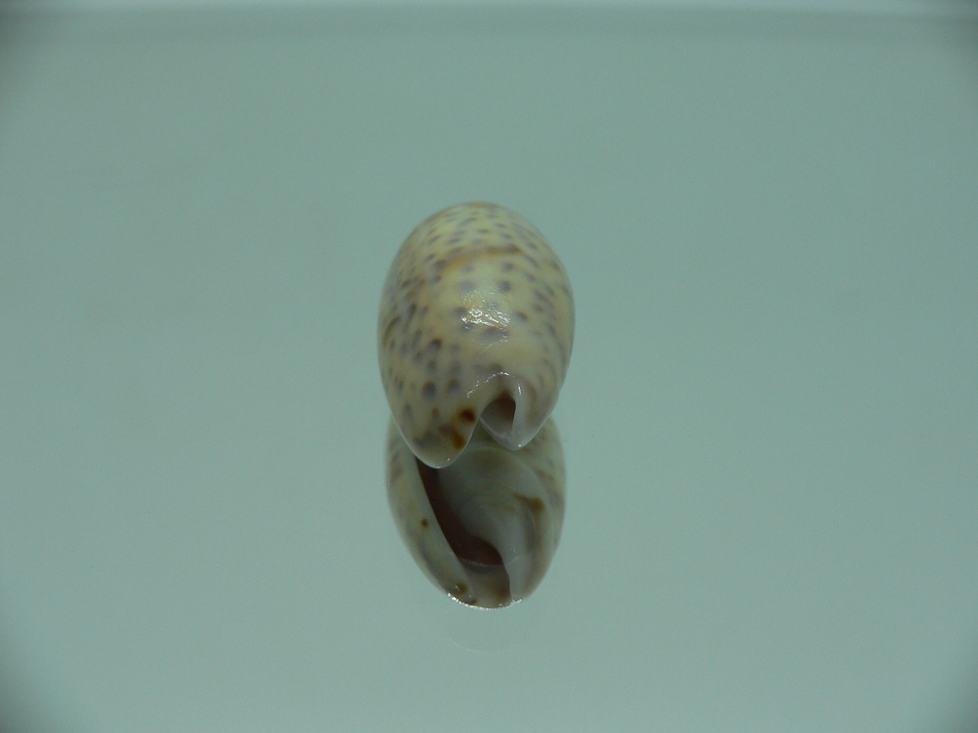 Oliva bulbosa tuberosa (var.) MOTLEY