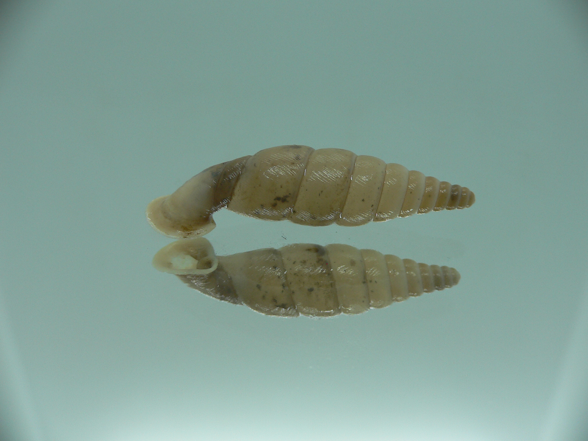 Grandinenia unicolor 3