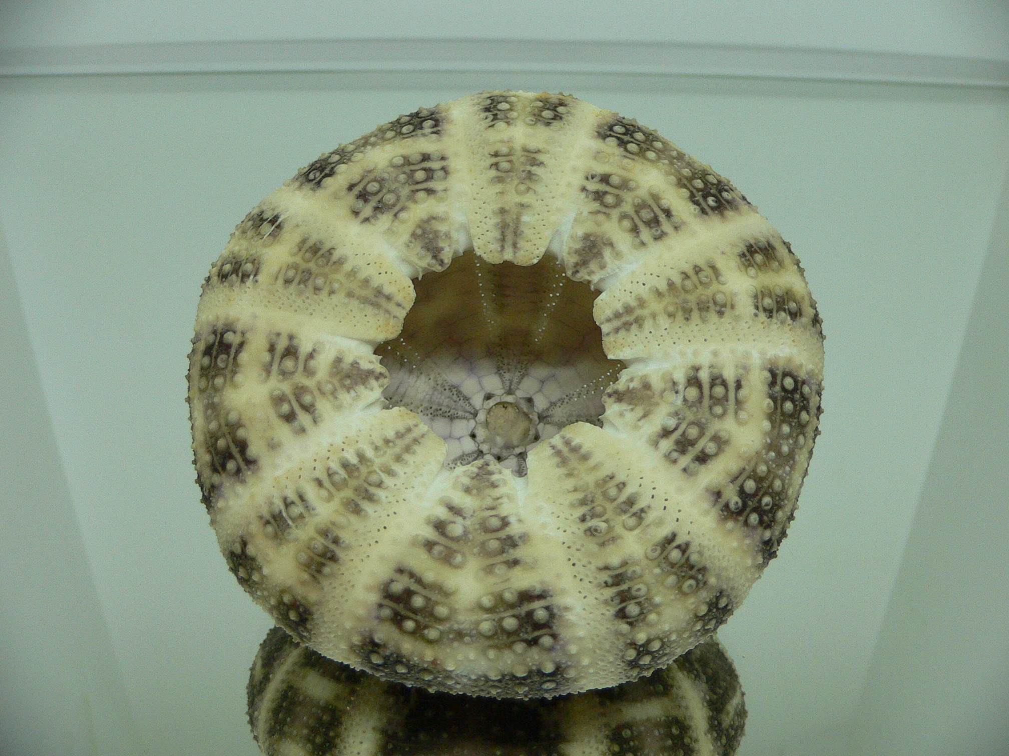 Toxopneustes pileolus SUPER COLOR