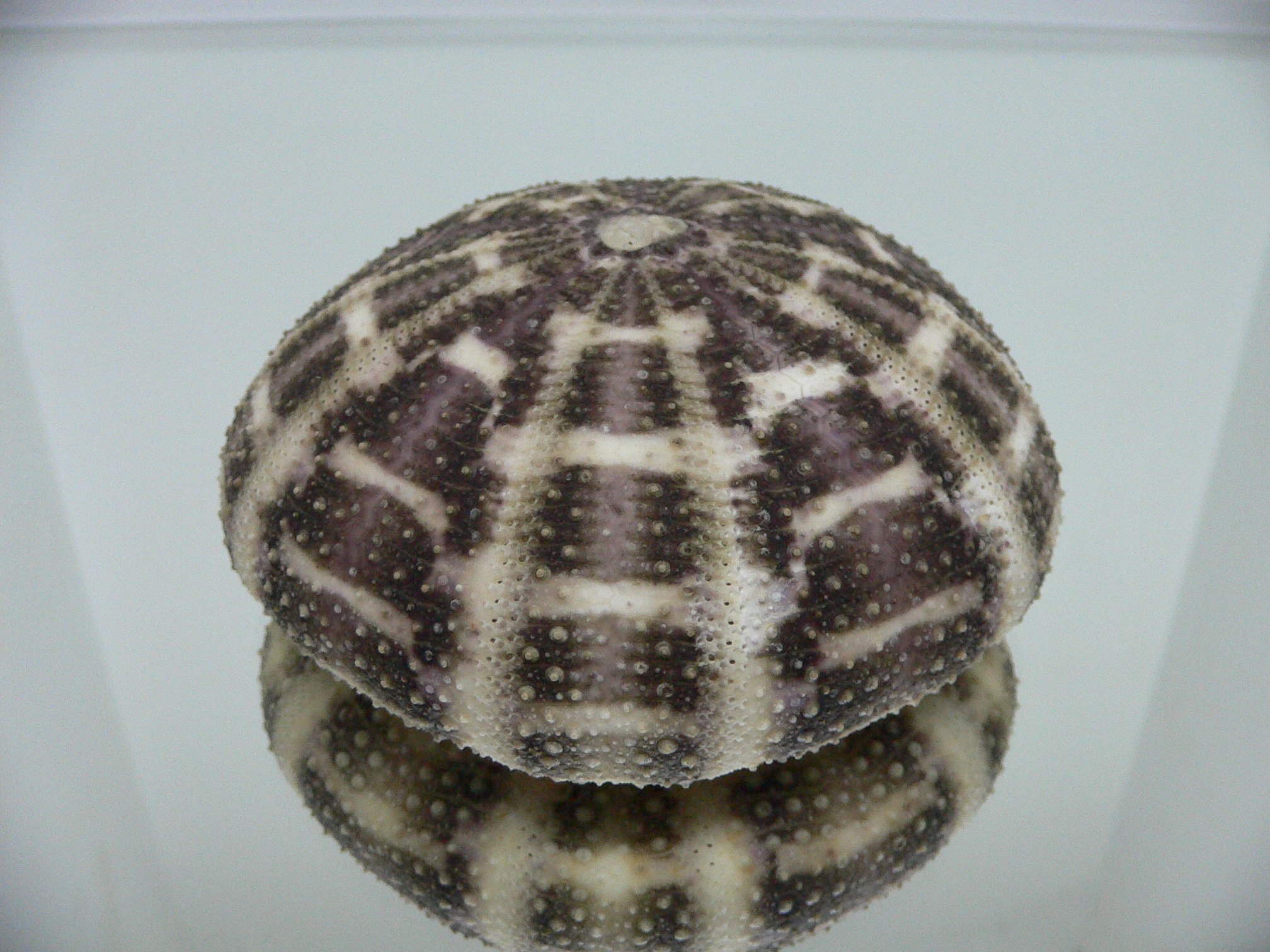 Toxopneustes pileolus SUPER COLOR