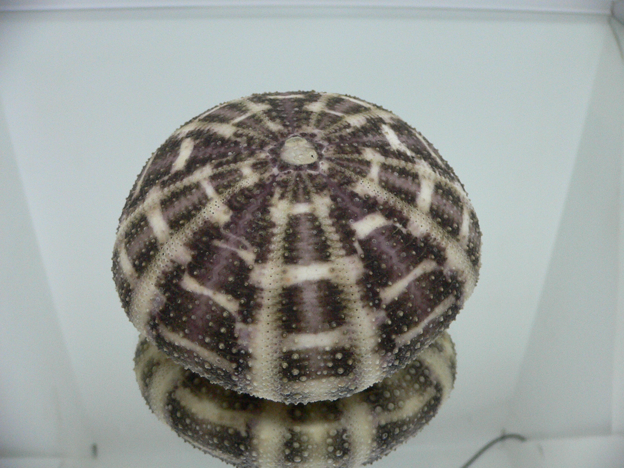 Toxopneustes pileolus SUPER COLOR