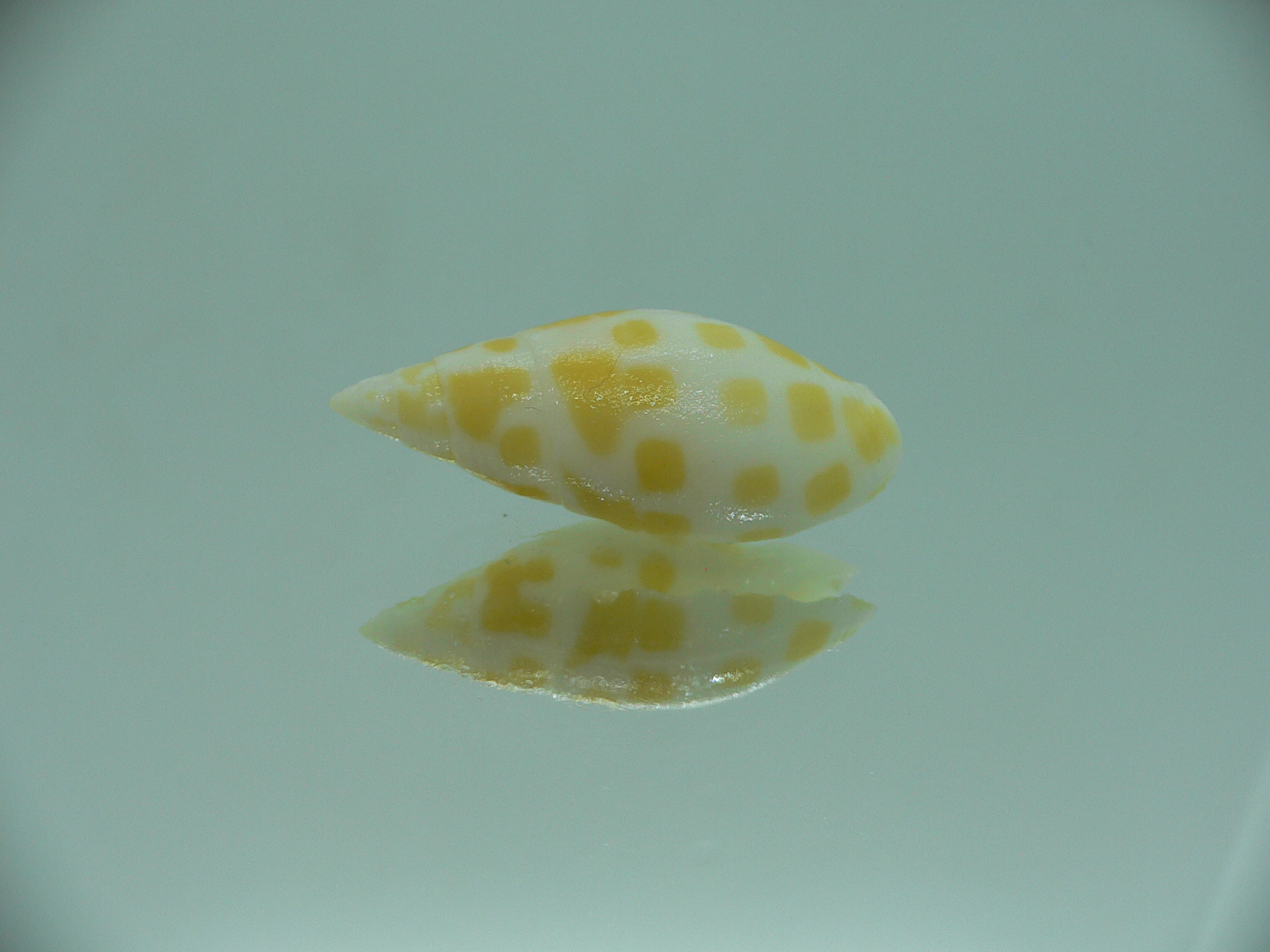 Mitra nubile lamarcki