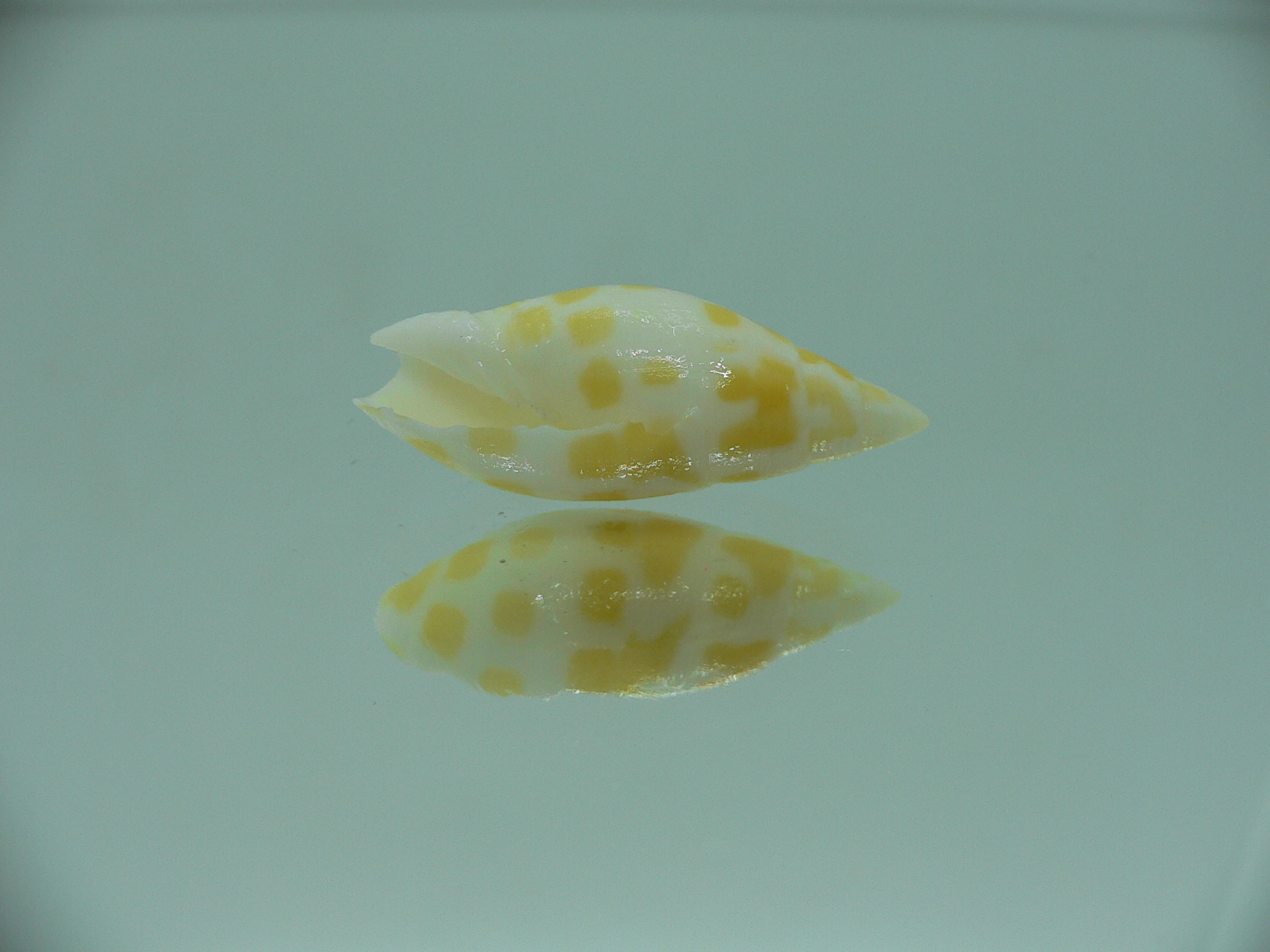 Mitra nubile lamarcki