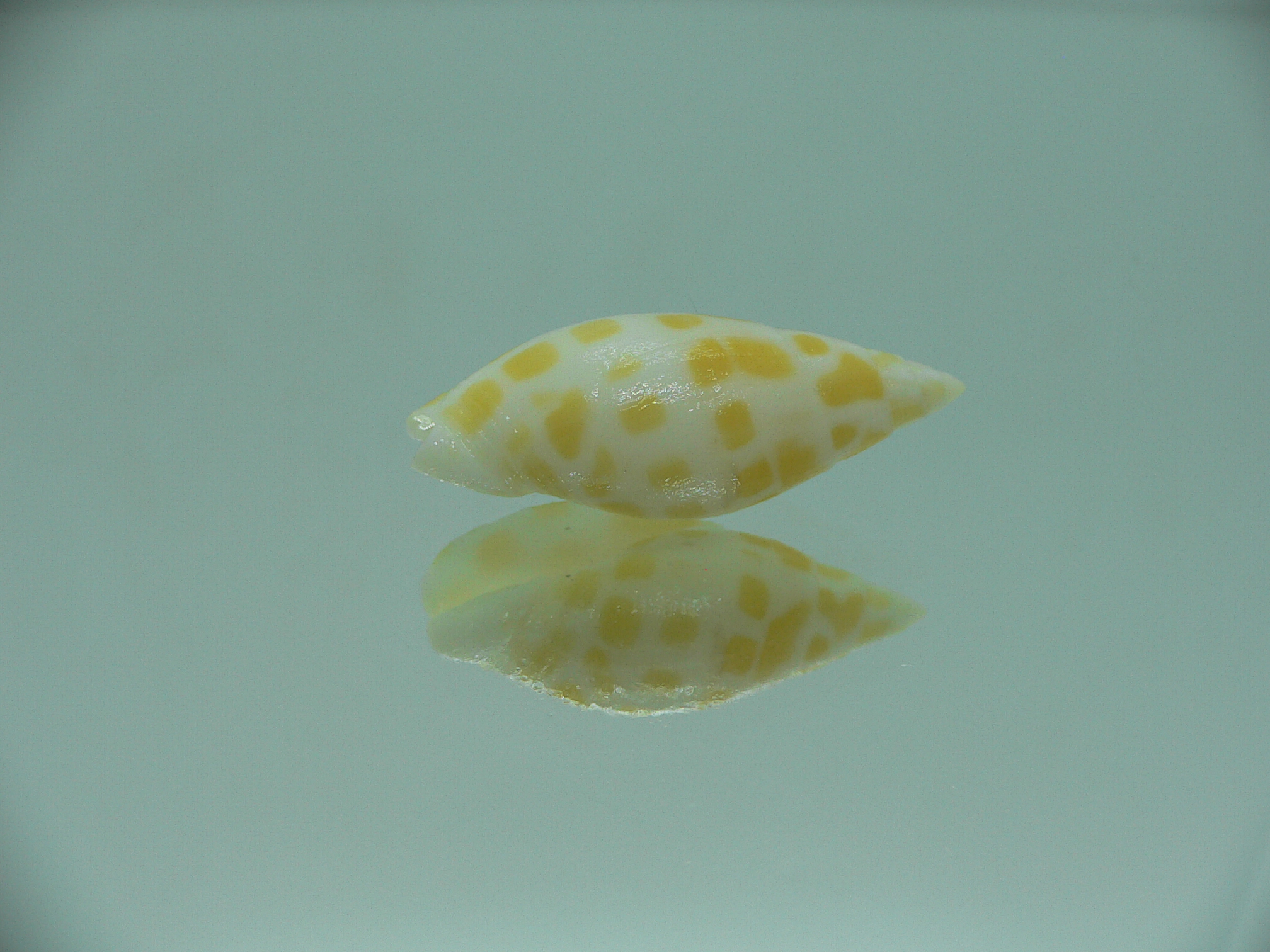 Mitra nubile lamarcki