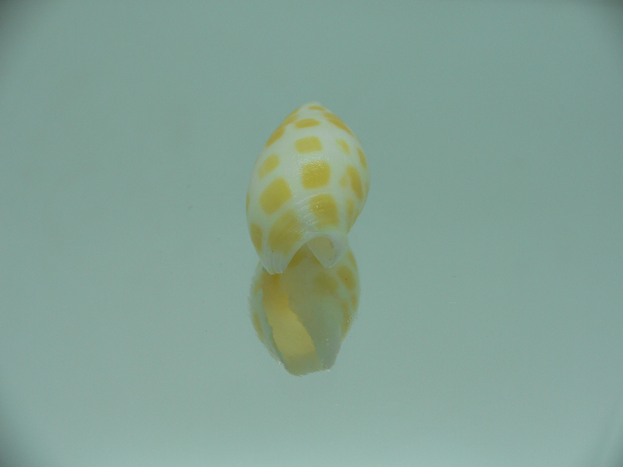 Mitra nubile lamarcki