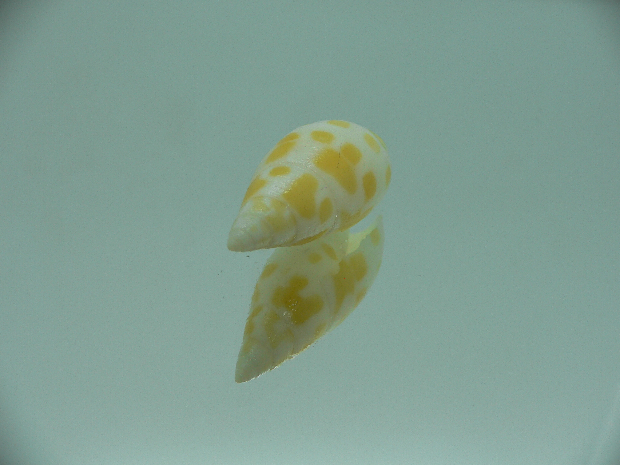 Mitra nubile lamarcki