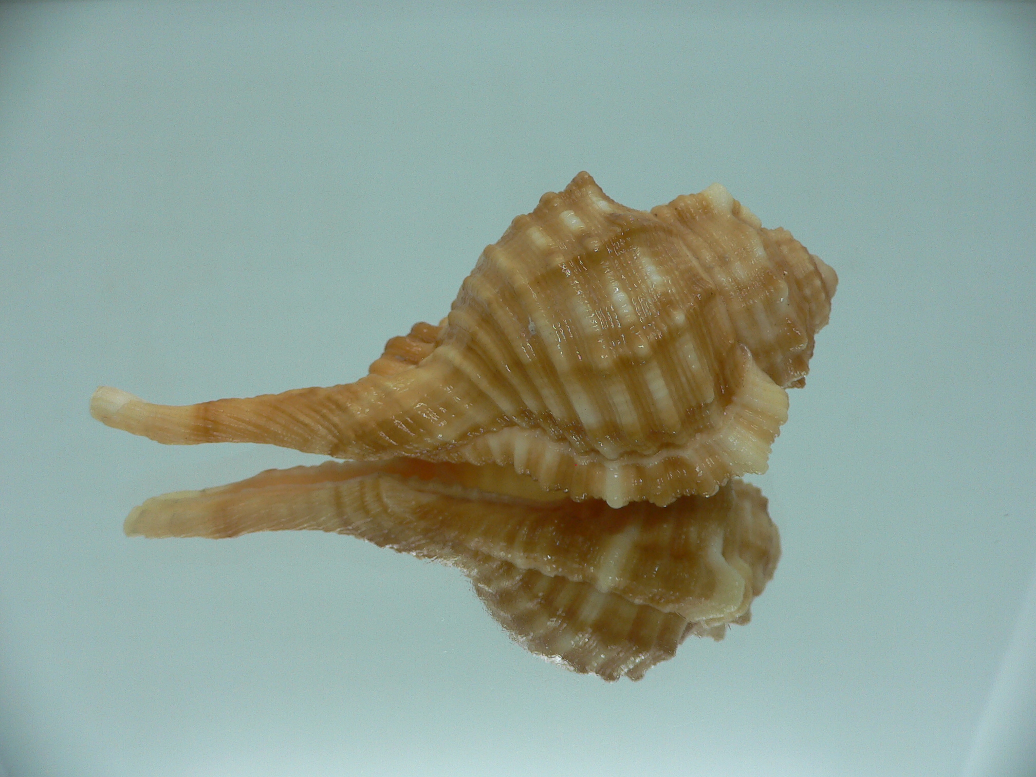 Ranularia sarcostoma BIG INDIAN FORM