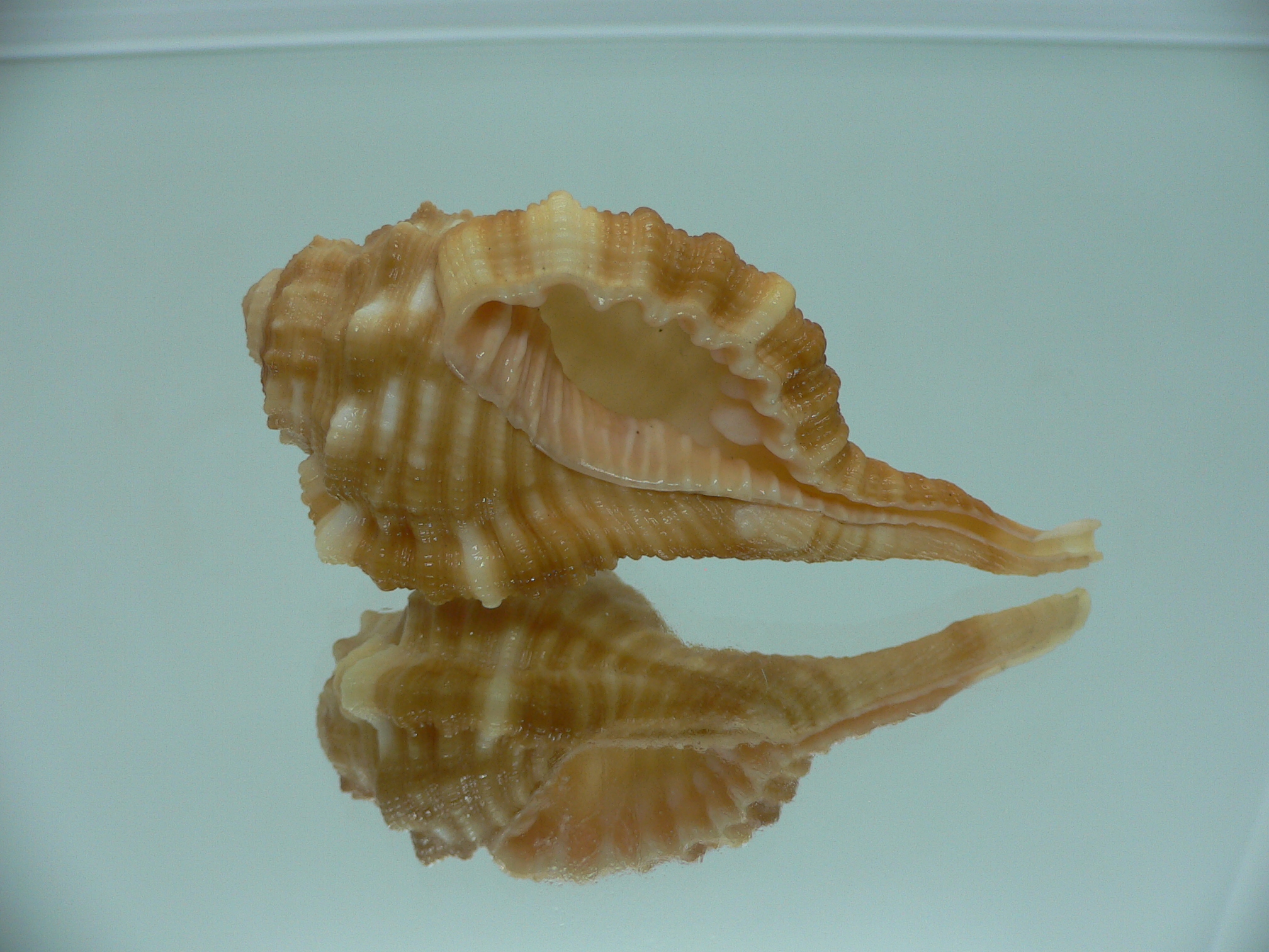 Ranularia sarcostoma BIG INDIAN FORM