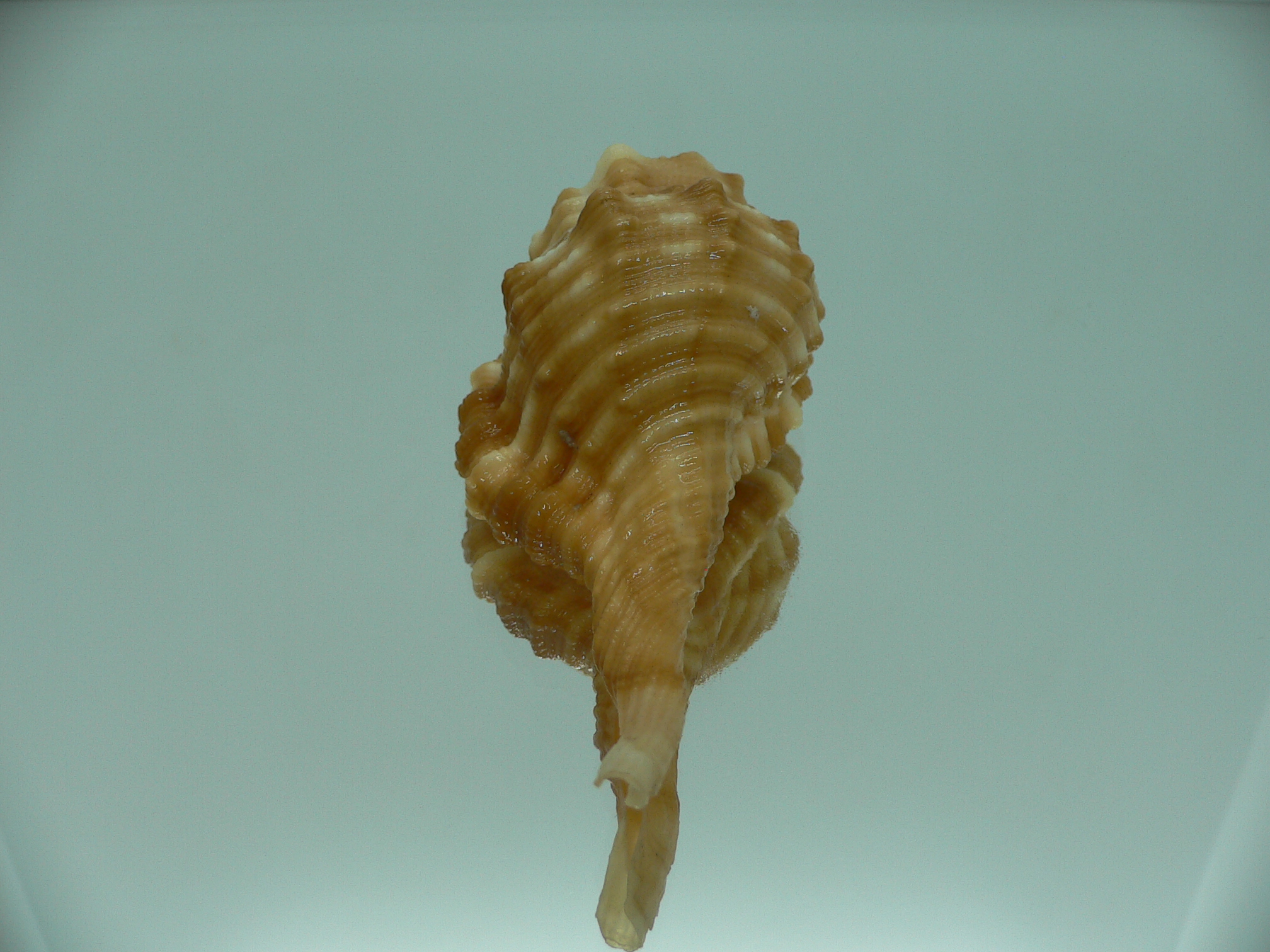 Ranularia sarcostoma BIG INDIAN FORM