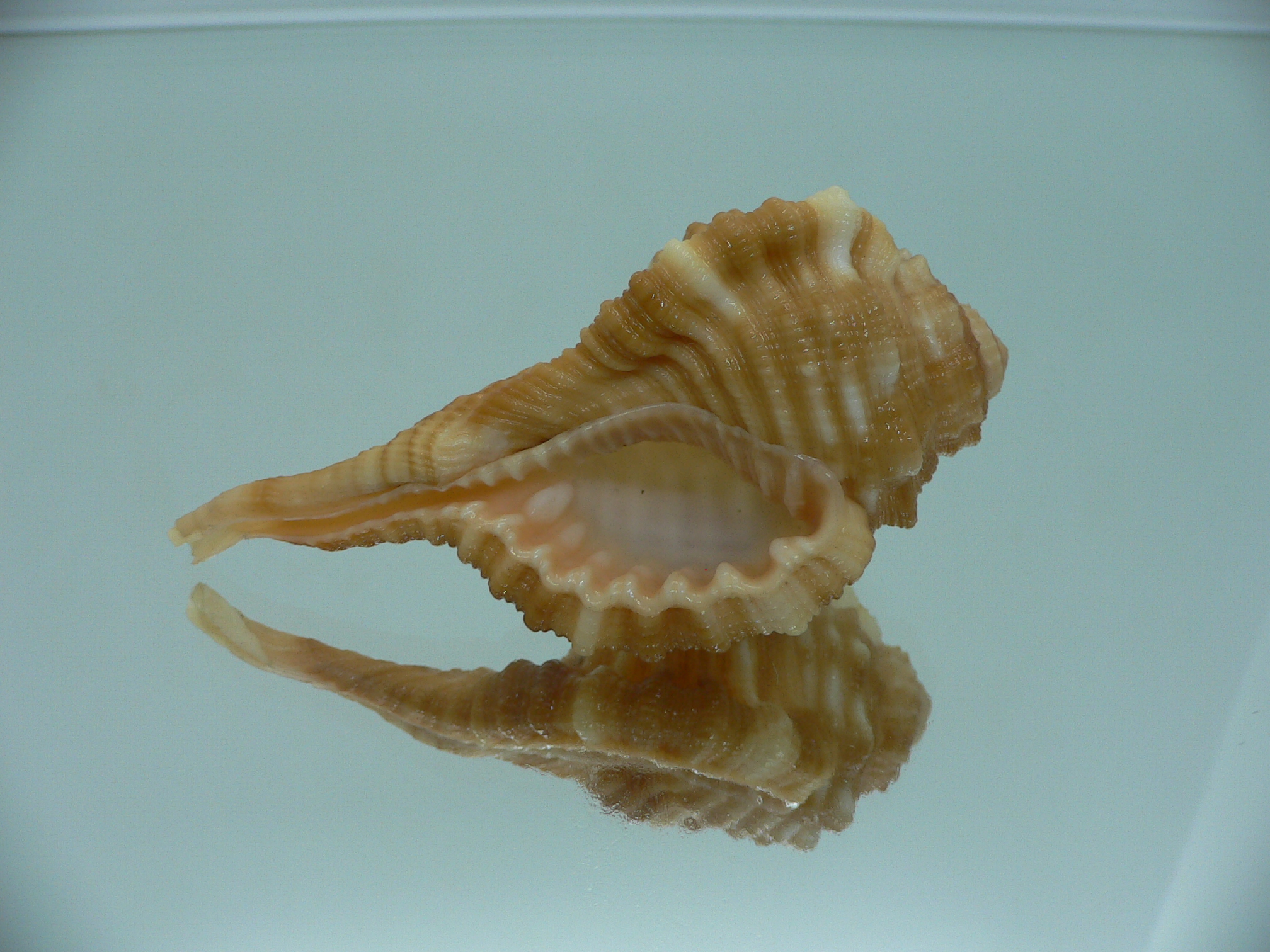 Ranularia sarcostoma BIG INDIAN FORM