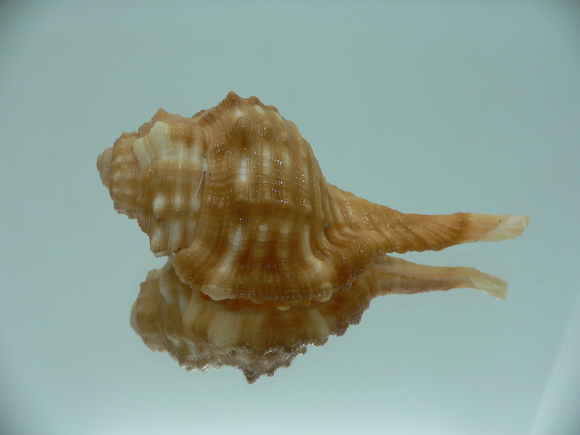 Ranularia sarcostoma BIG INDIAN FORM