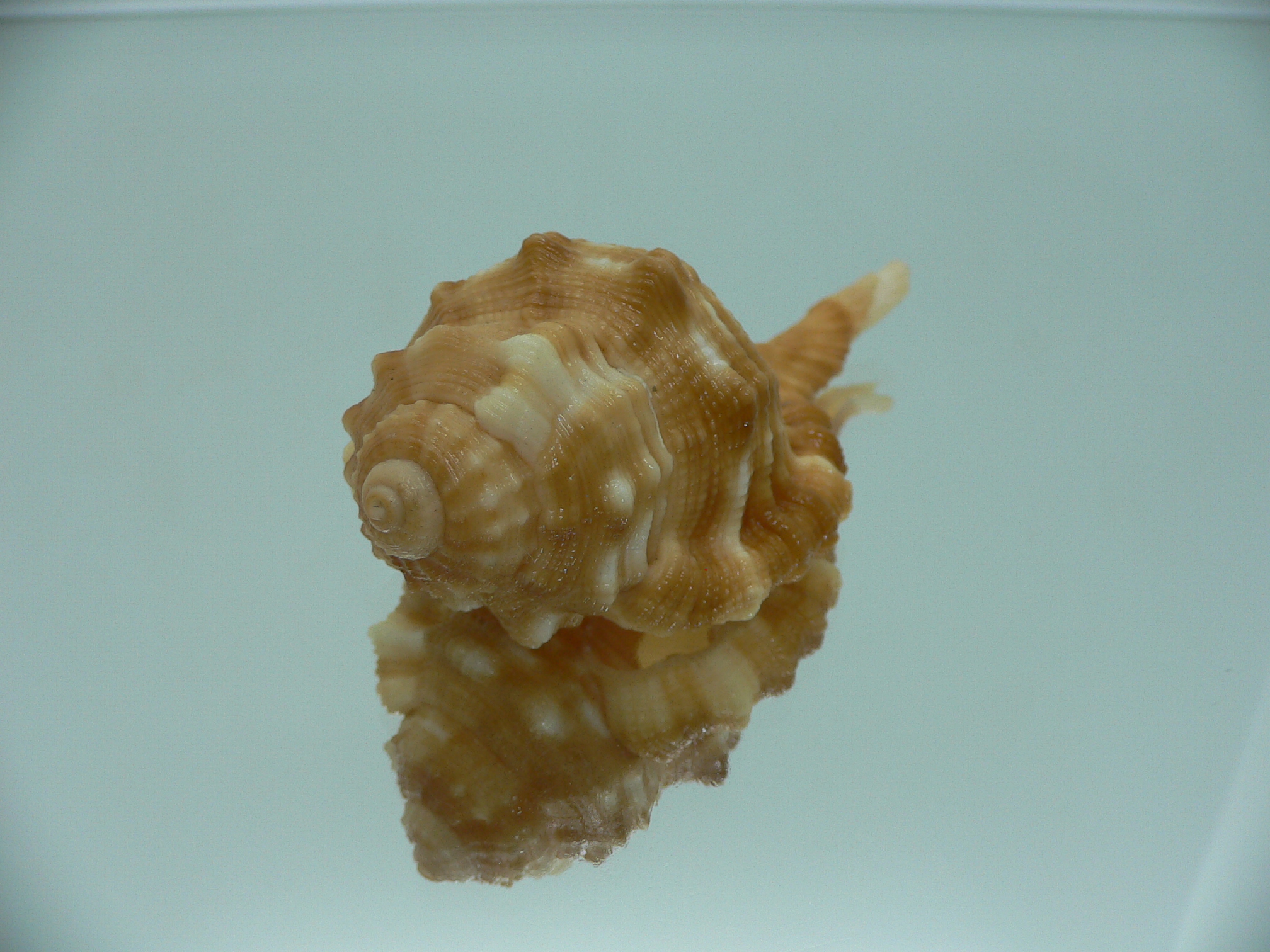 Ranularia sarcostoma BIG INDIAN FORM