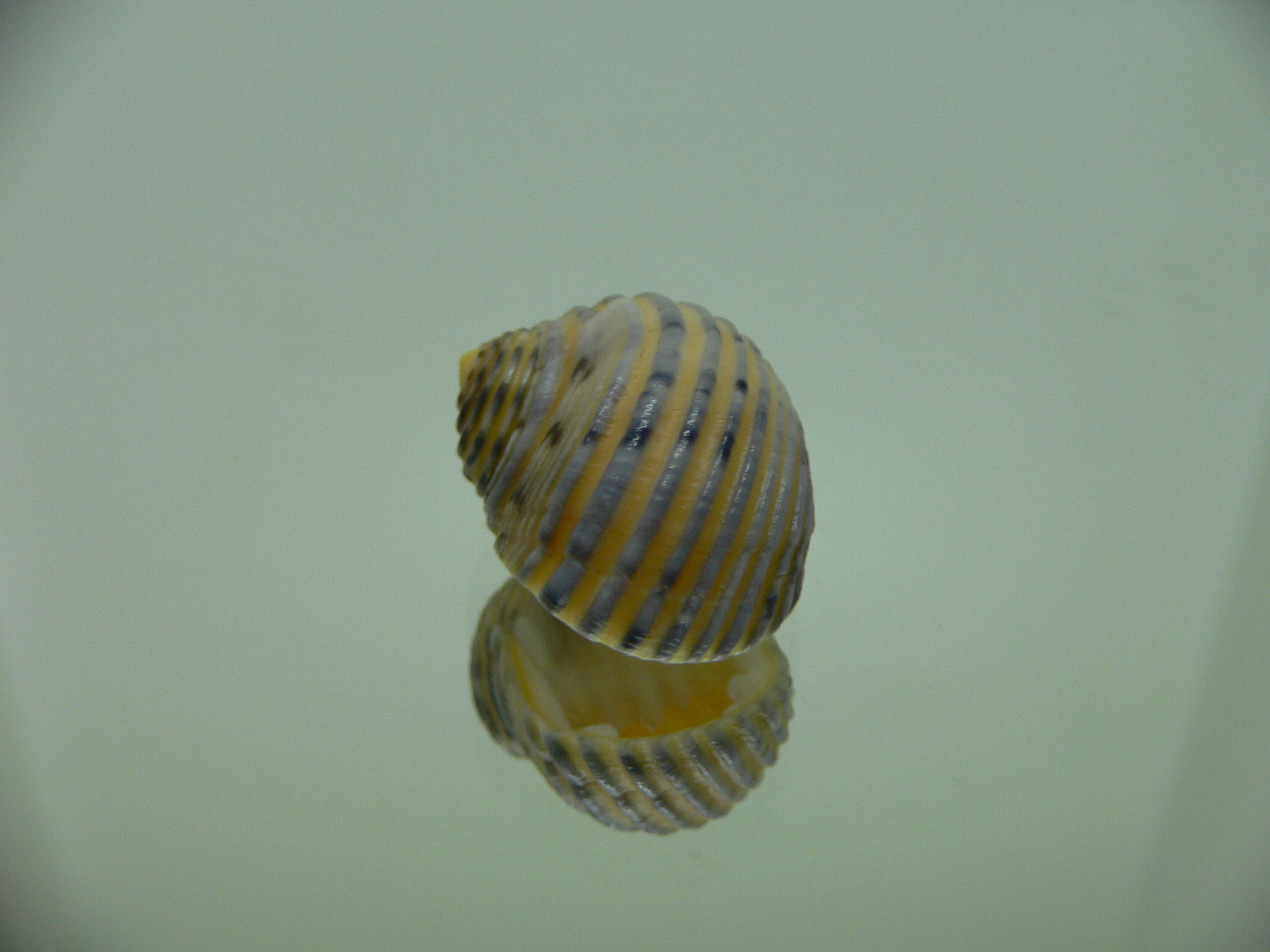 Nerita plicata COLOR