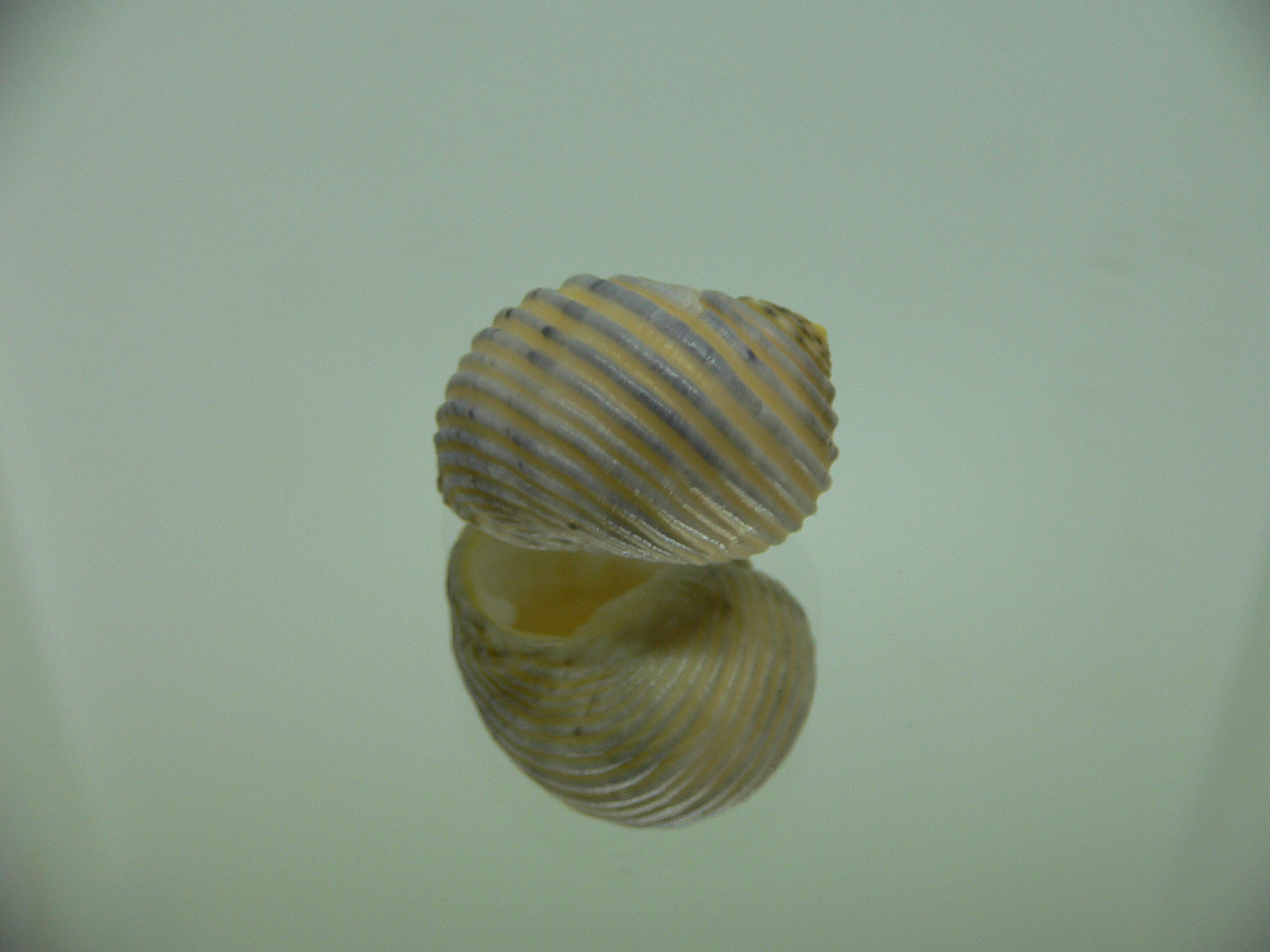 Nerita plicata COLOR