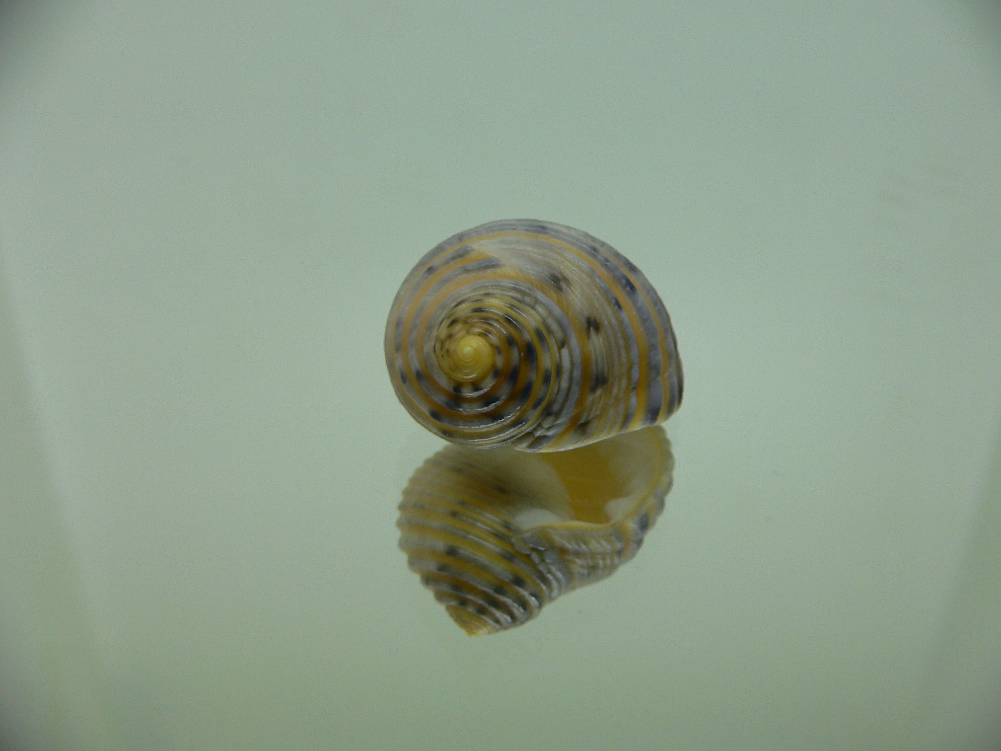Nerita plicata COLOR