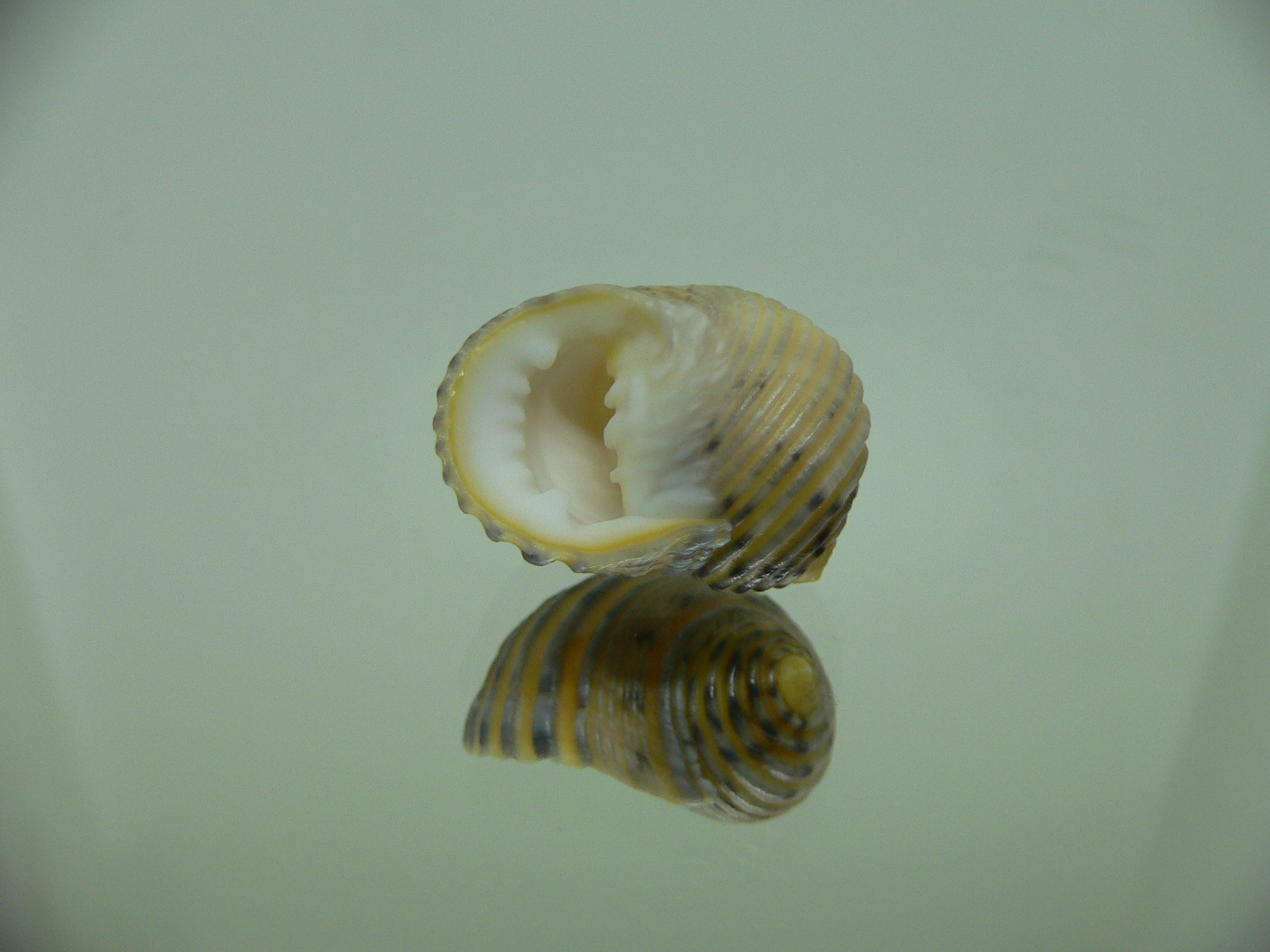 Nerita plicata COLOR