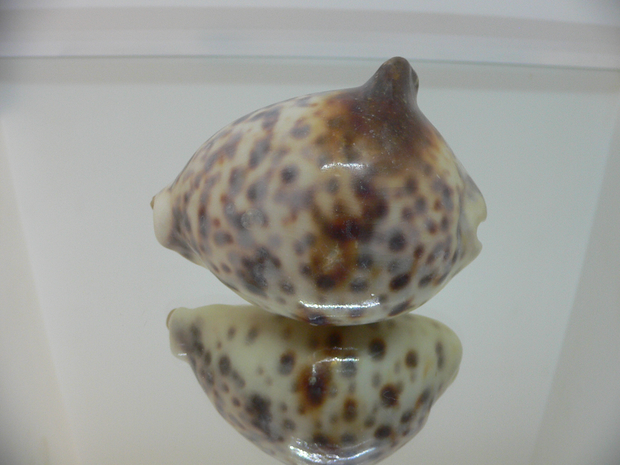 Cypraea tigris pardalis UNUSUAL FREAK