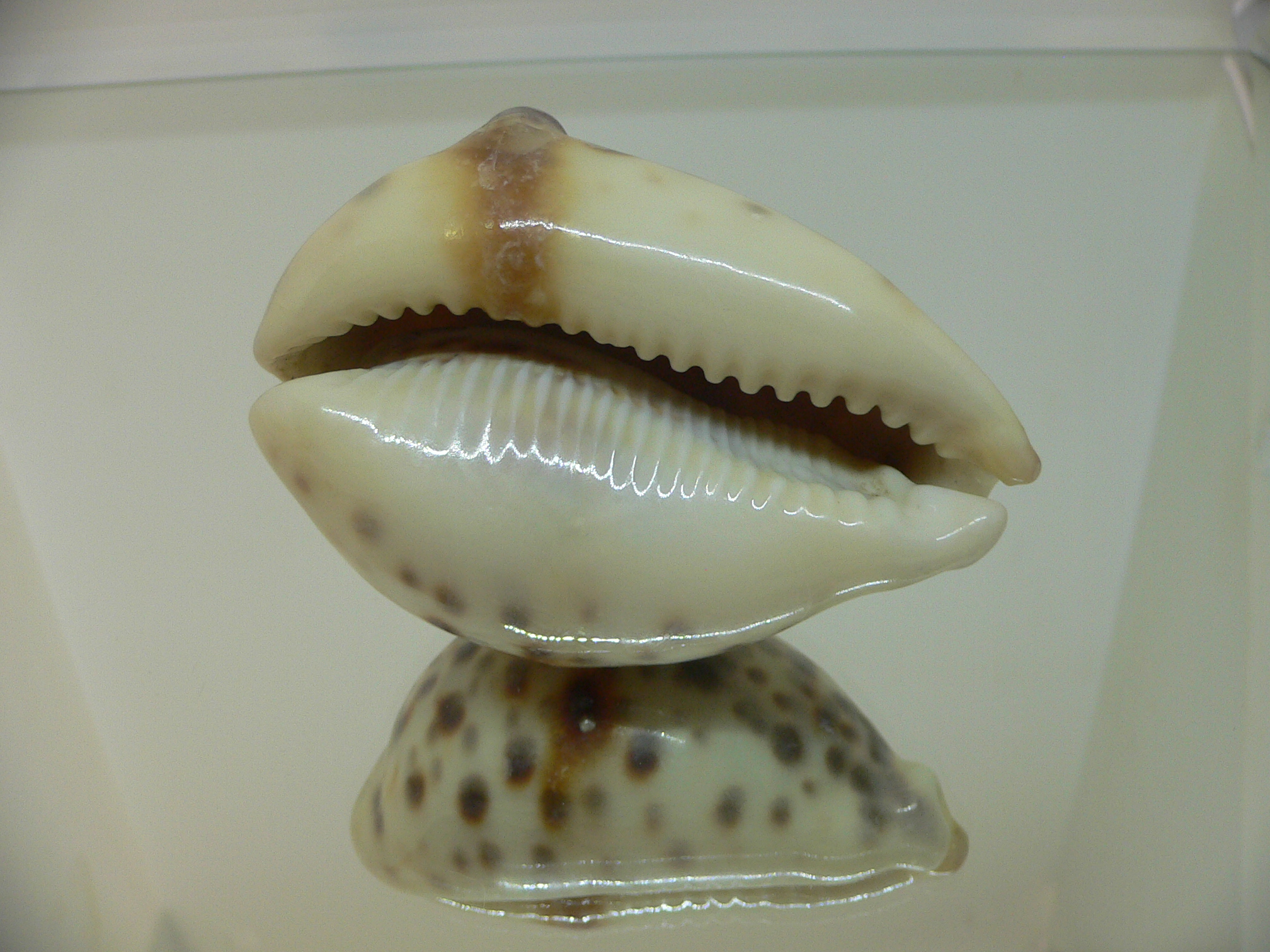 Cypraea tigris pardalis UNUSUAL FREAK