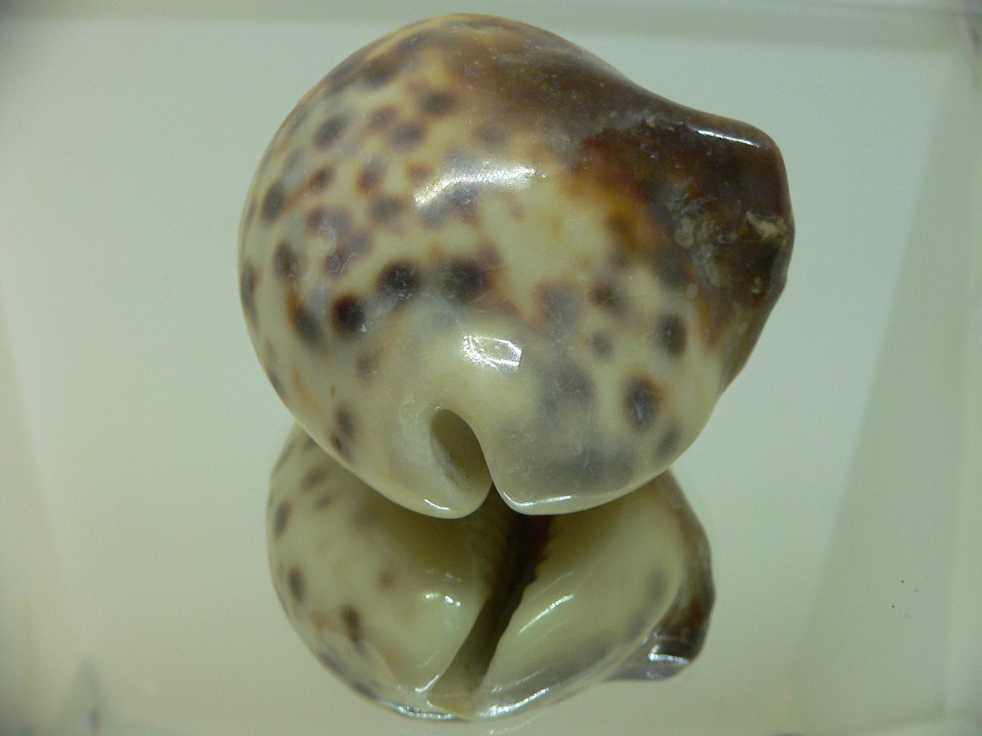 Cypraea tigris pardalis UNUSUAL FREAK