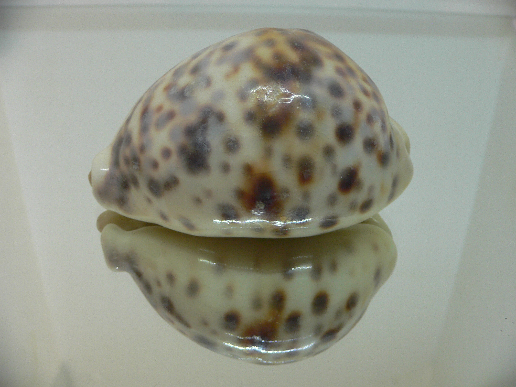 Cypraea tigris pardalis UNUSUAL FREAK