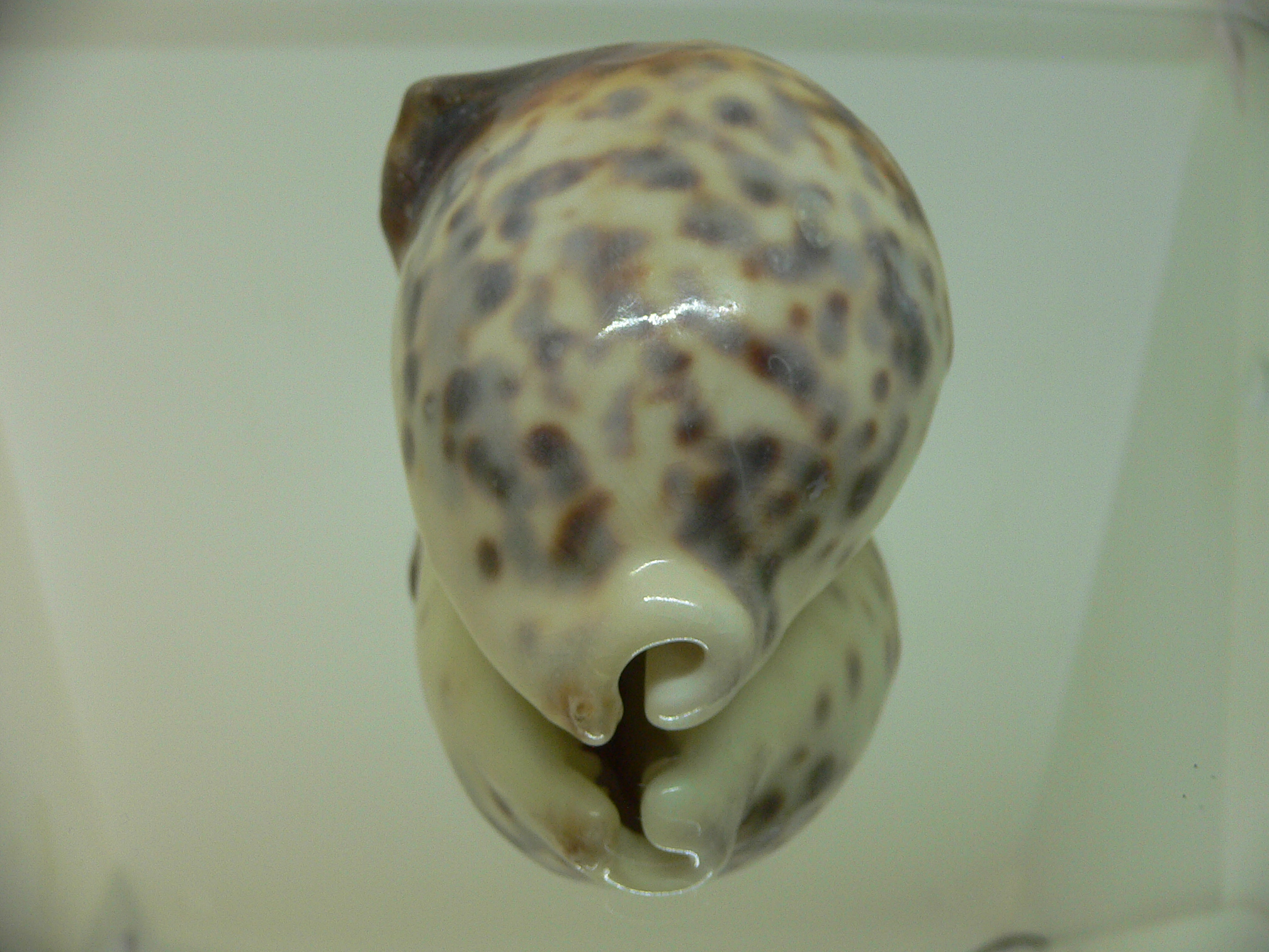 Cypraea tigris pardalis UNUSUAL FREAK