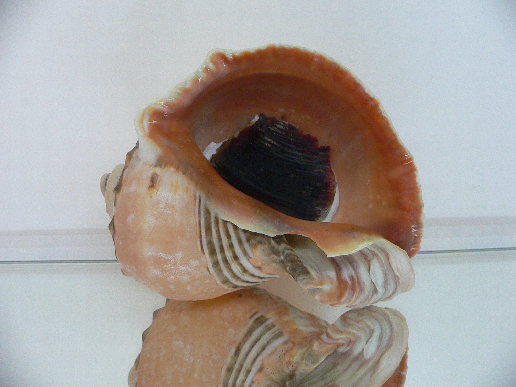 Rapana venosa MONSTER & BICOLOR