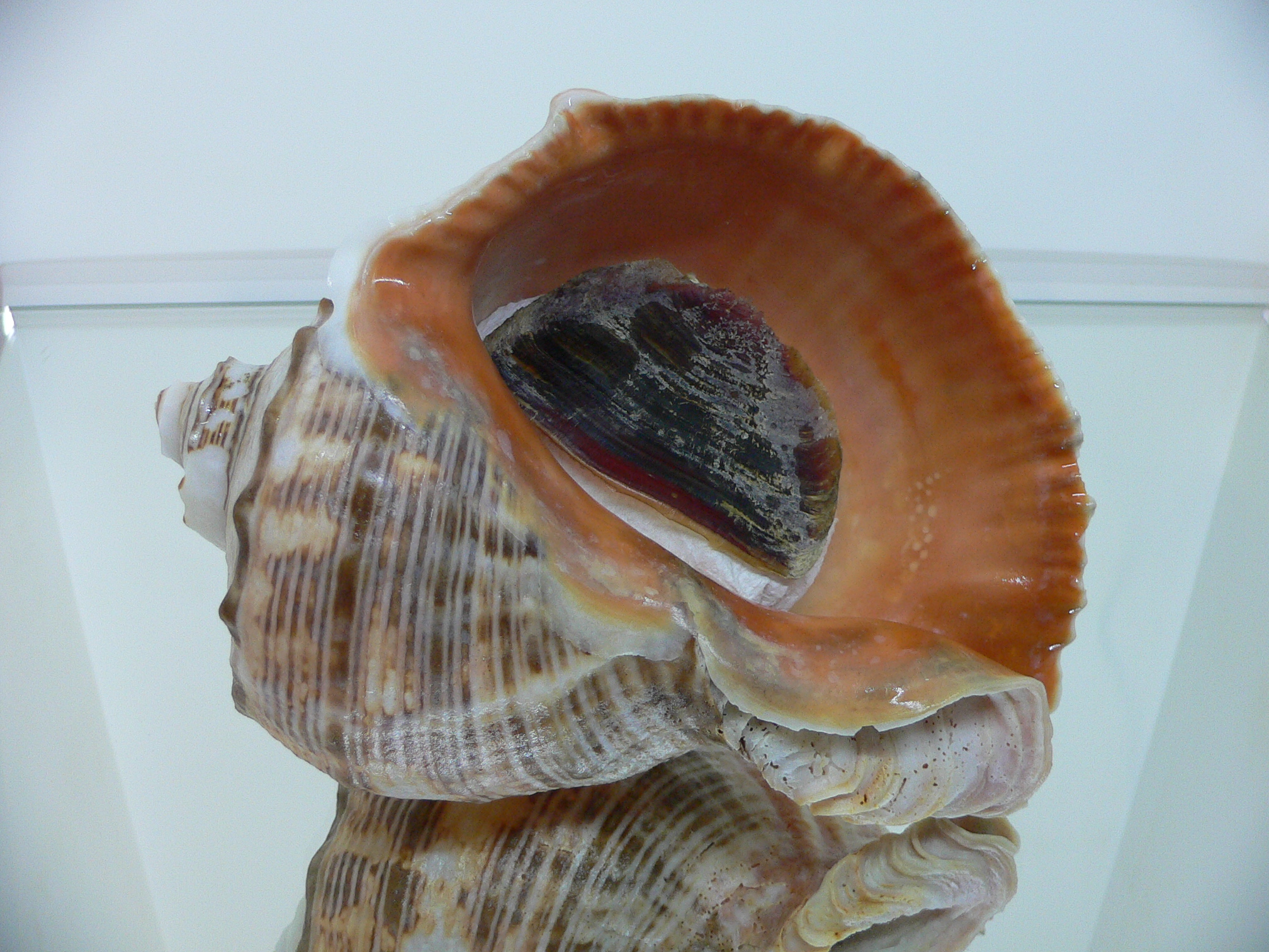 Rapana venosa MONSTER & BICOLOR