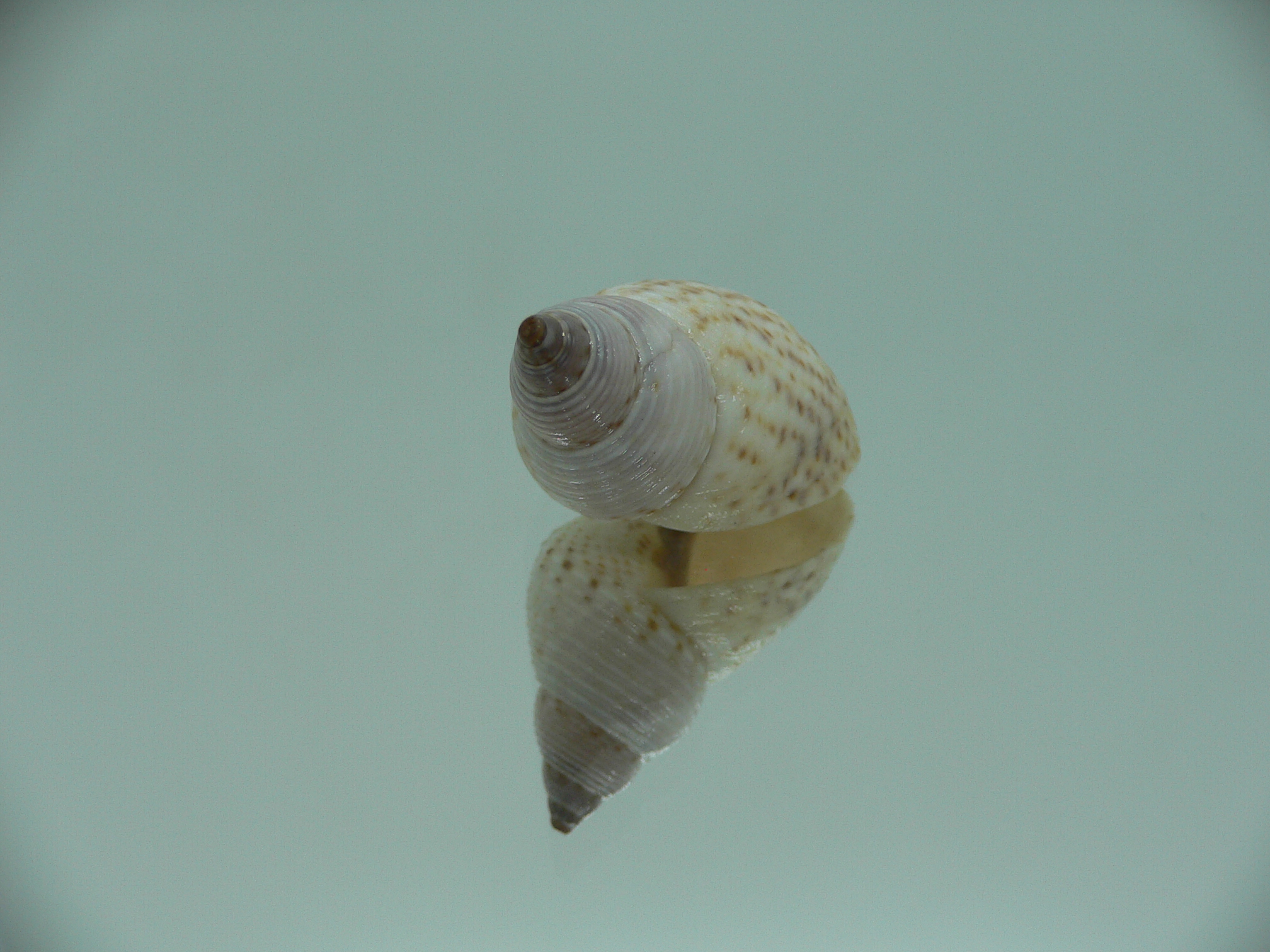 Littorinopsis lutea BIG & LIGHT