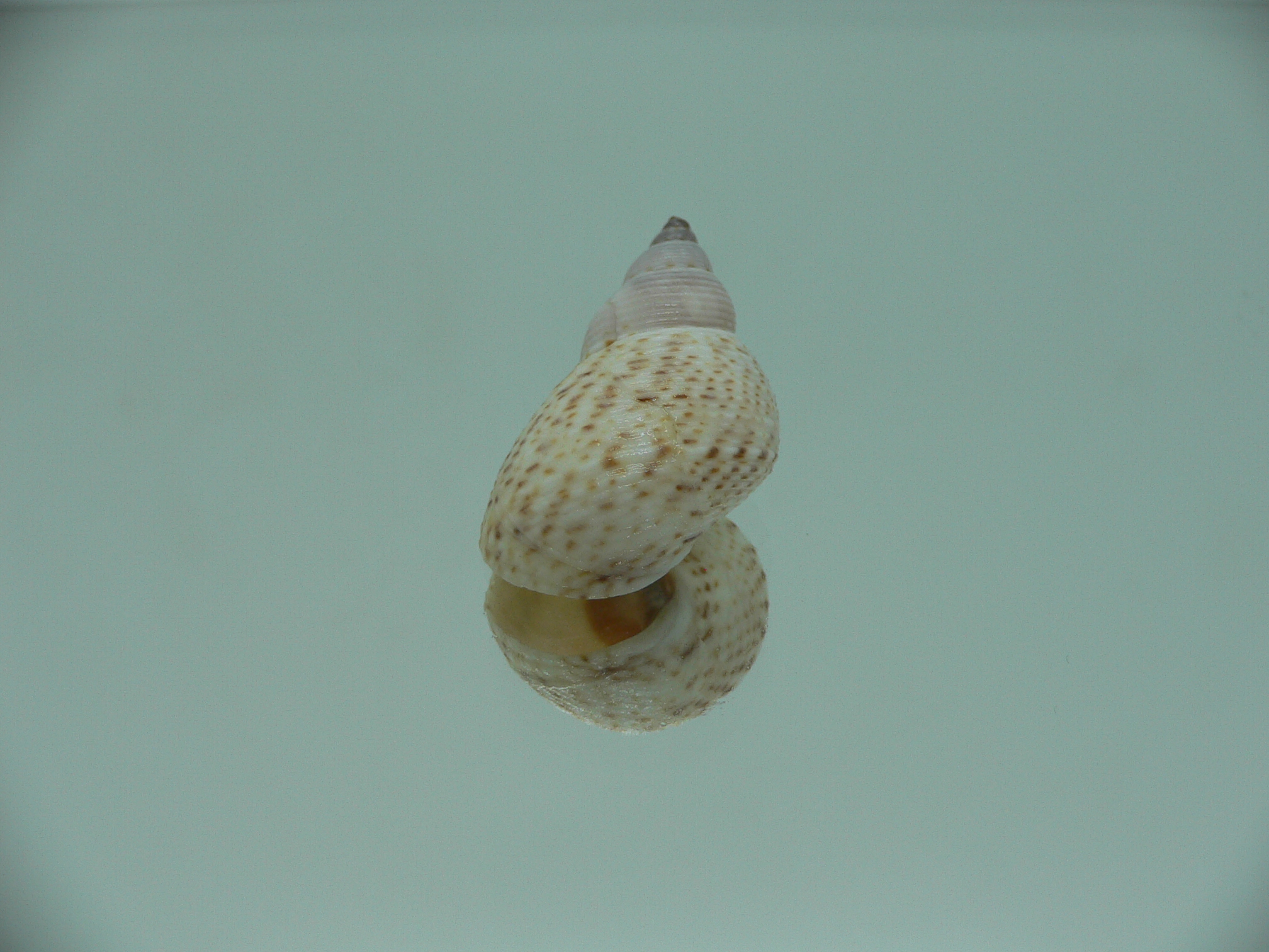 Littorinopsis lutea BIG & LIGHT